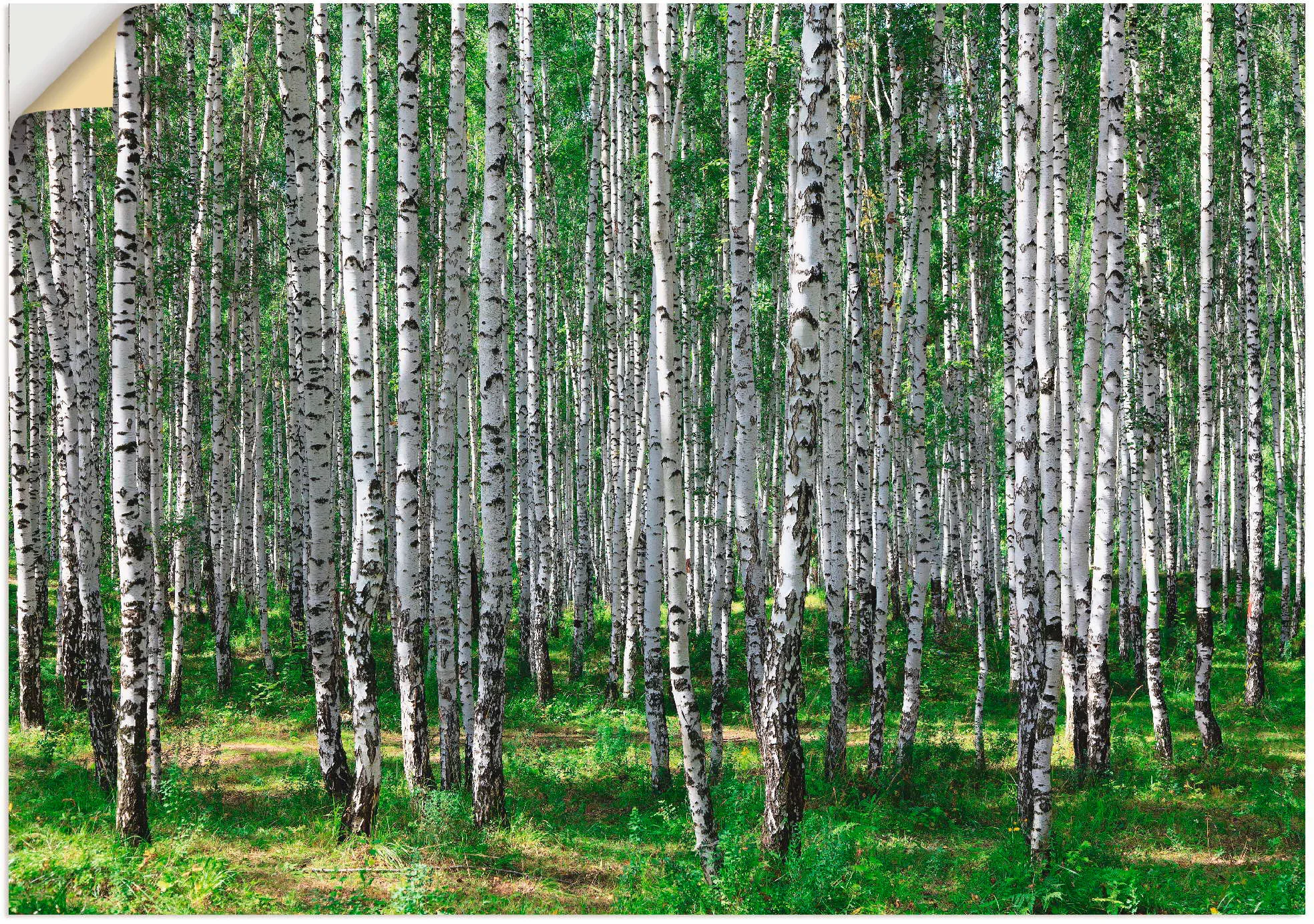 Artland Wandbild »Birkenwald«, Wald, (1 St.) günstig online kaufen