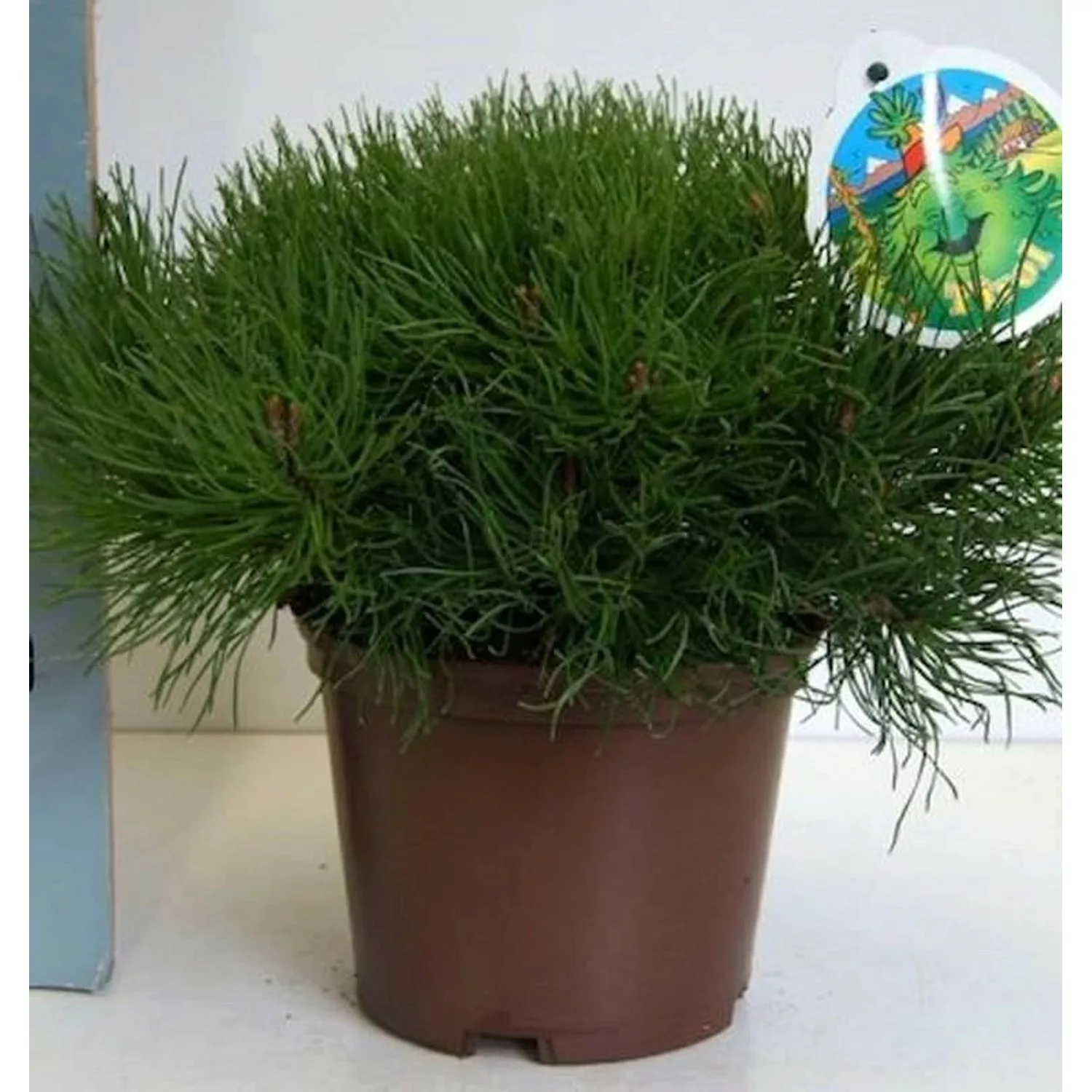 Zwerg Bergkiefer Typ Tirol 15-20cm - Pinus mugo günstig online kaufen