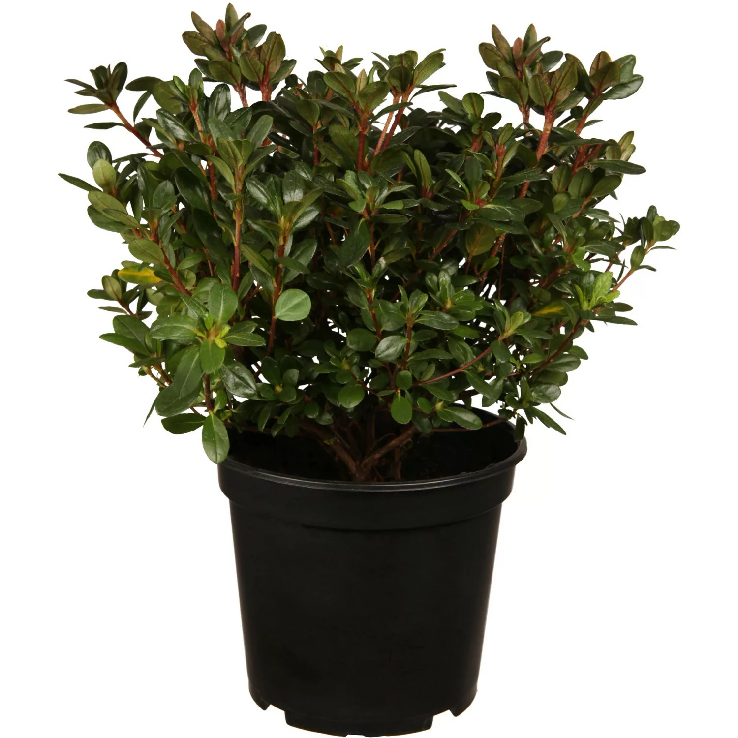 OBI Japanische Azalee Maruschka Rot Höhe ca. 5 - 10 cm Topf ca. 2 l Azalea günstig online kaufen