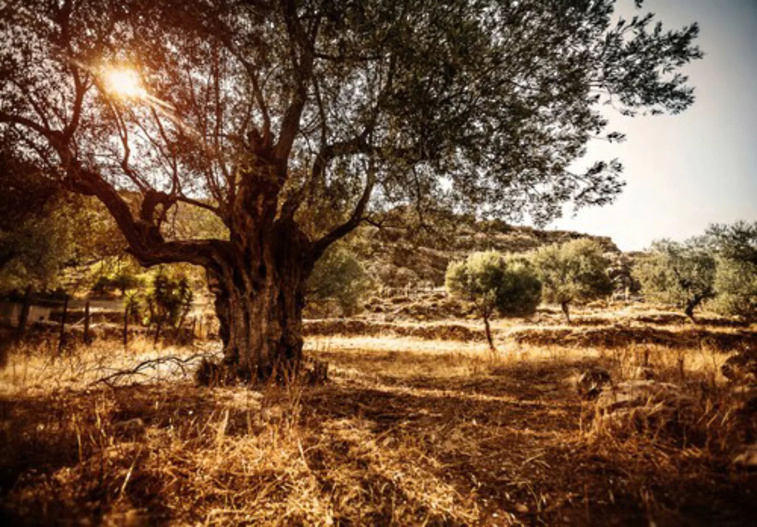 Papermoon Fototapete »Wald in Landschaft« günstig online kaufen