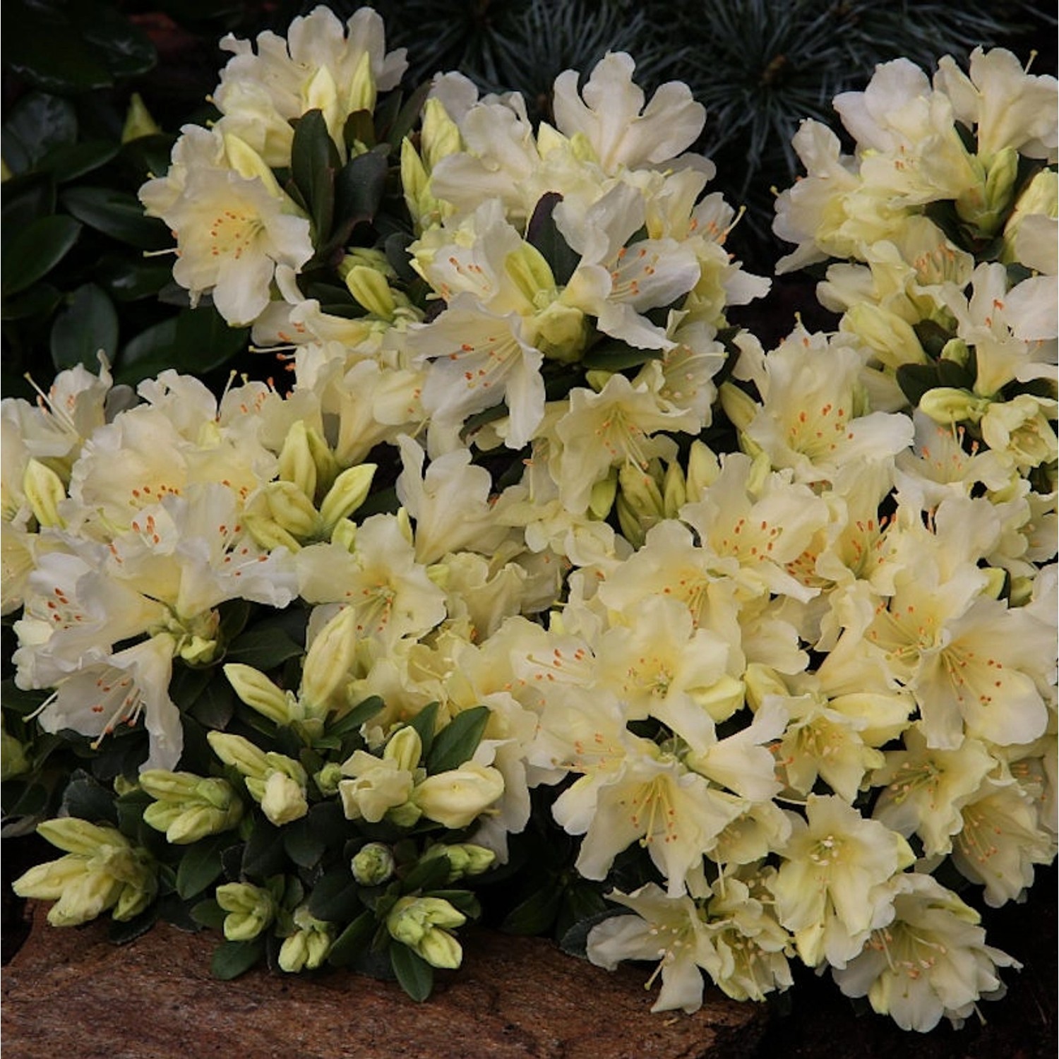 Zwerg Wild Alpenrose Ginny Gee 20-25cm - Rhododendron keiskei günstig online kaufen