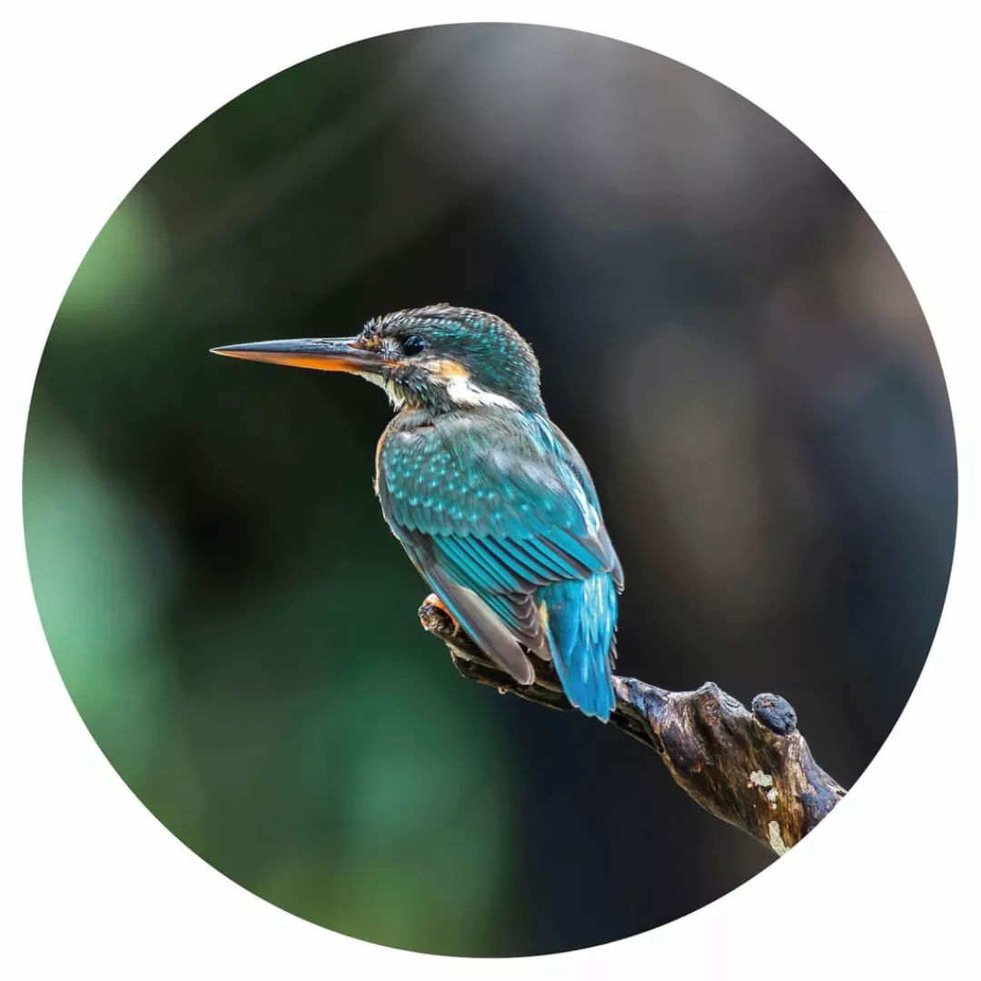 Wallart Fototapete The Kingfisher Rund 142,5 Cm günstig online kaufen