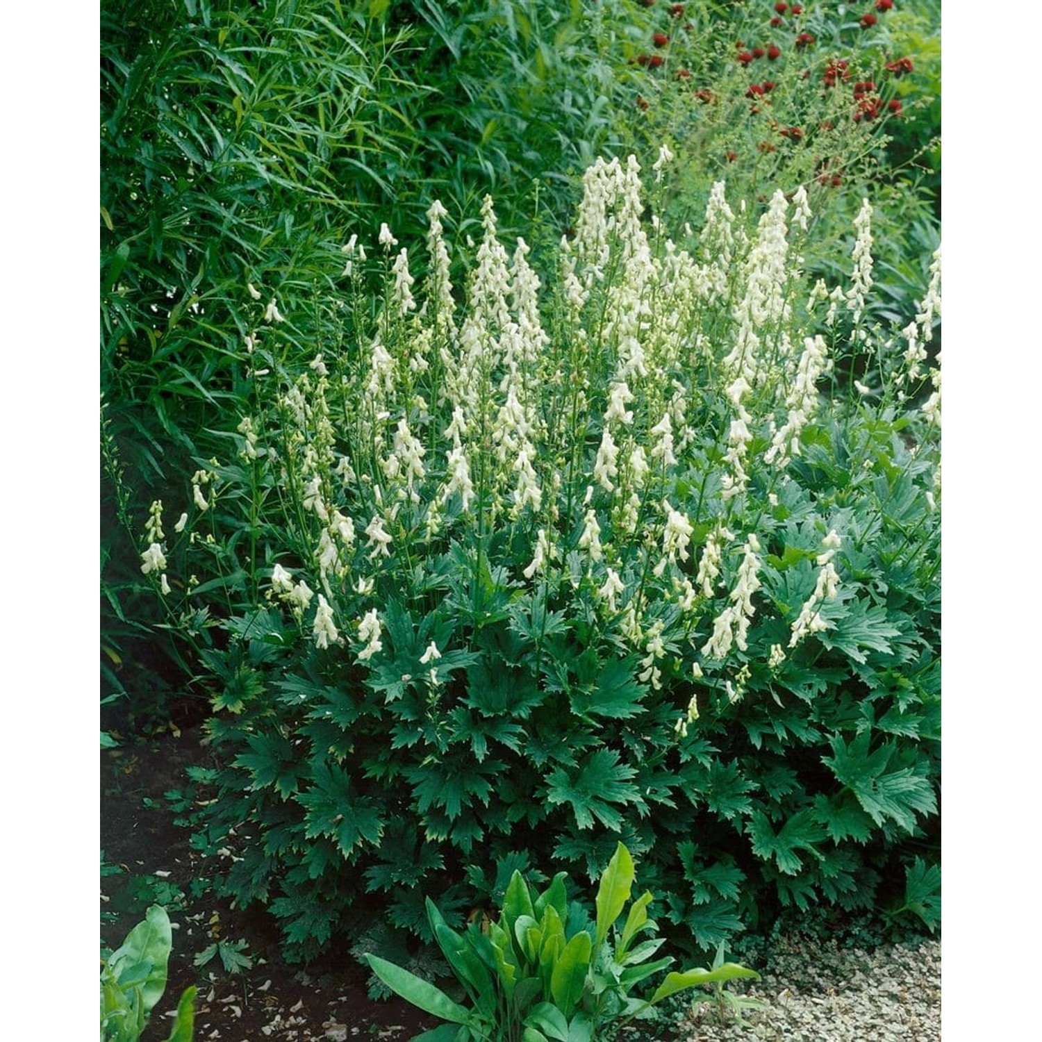 Aconitum Lycoctonum Ssp.vulp.'ivorine' Wolfs-eisenhut Ca. 11x11 cm Topf günstig online kaufen