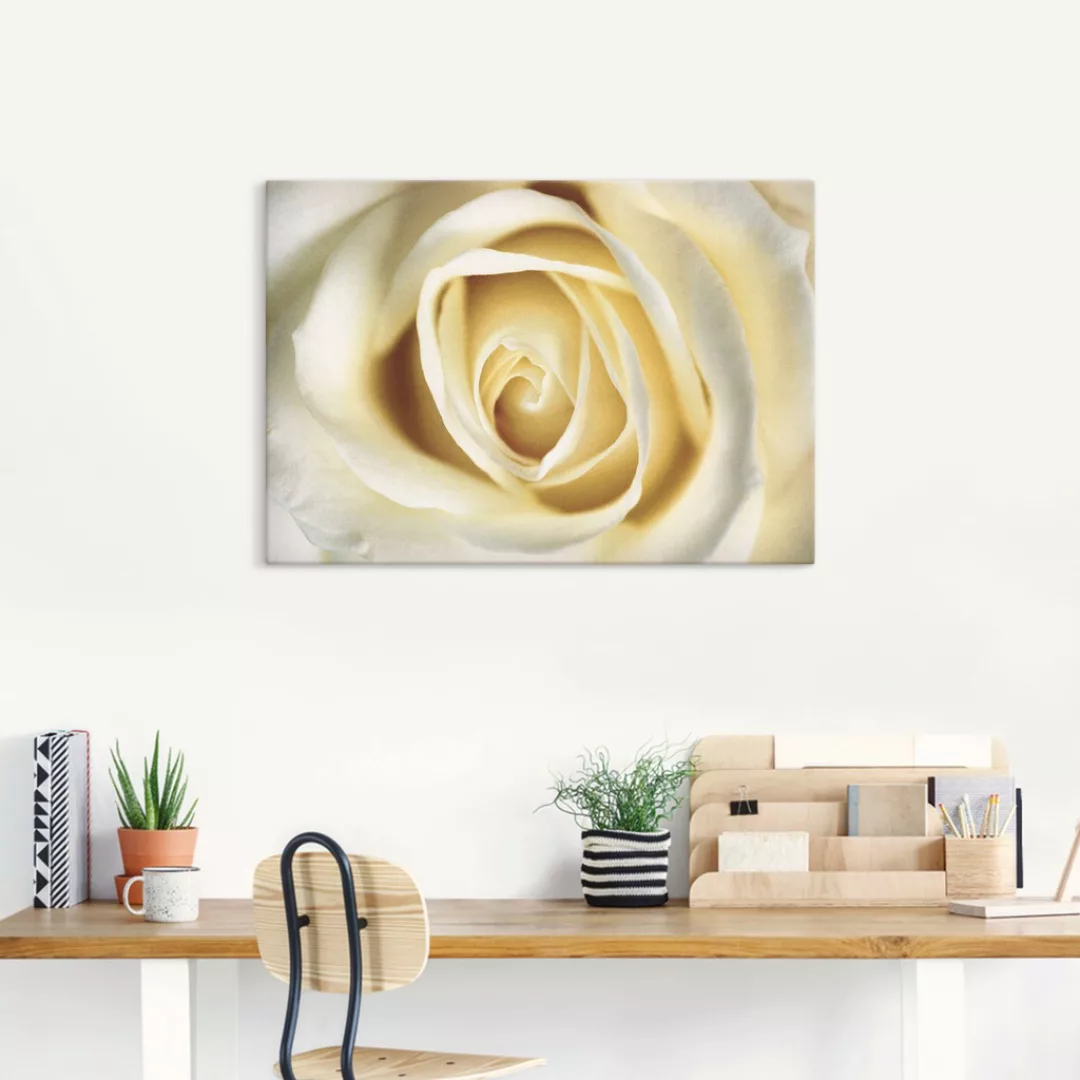 Artland Wandbild "Weiße Rose", Blumen, (1 St.), als Alubild, Outdoorbild, L günstig online kaufen