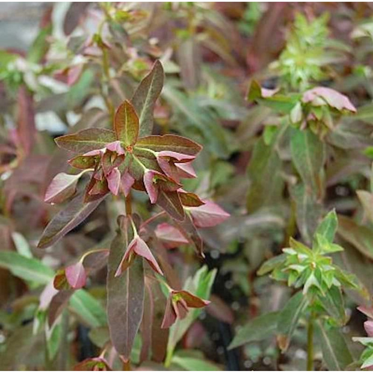 Süße Wolfsmilch Chamaeleon - Euphorbia dulcis günstig online kaufen