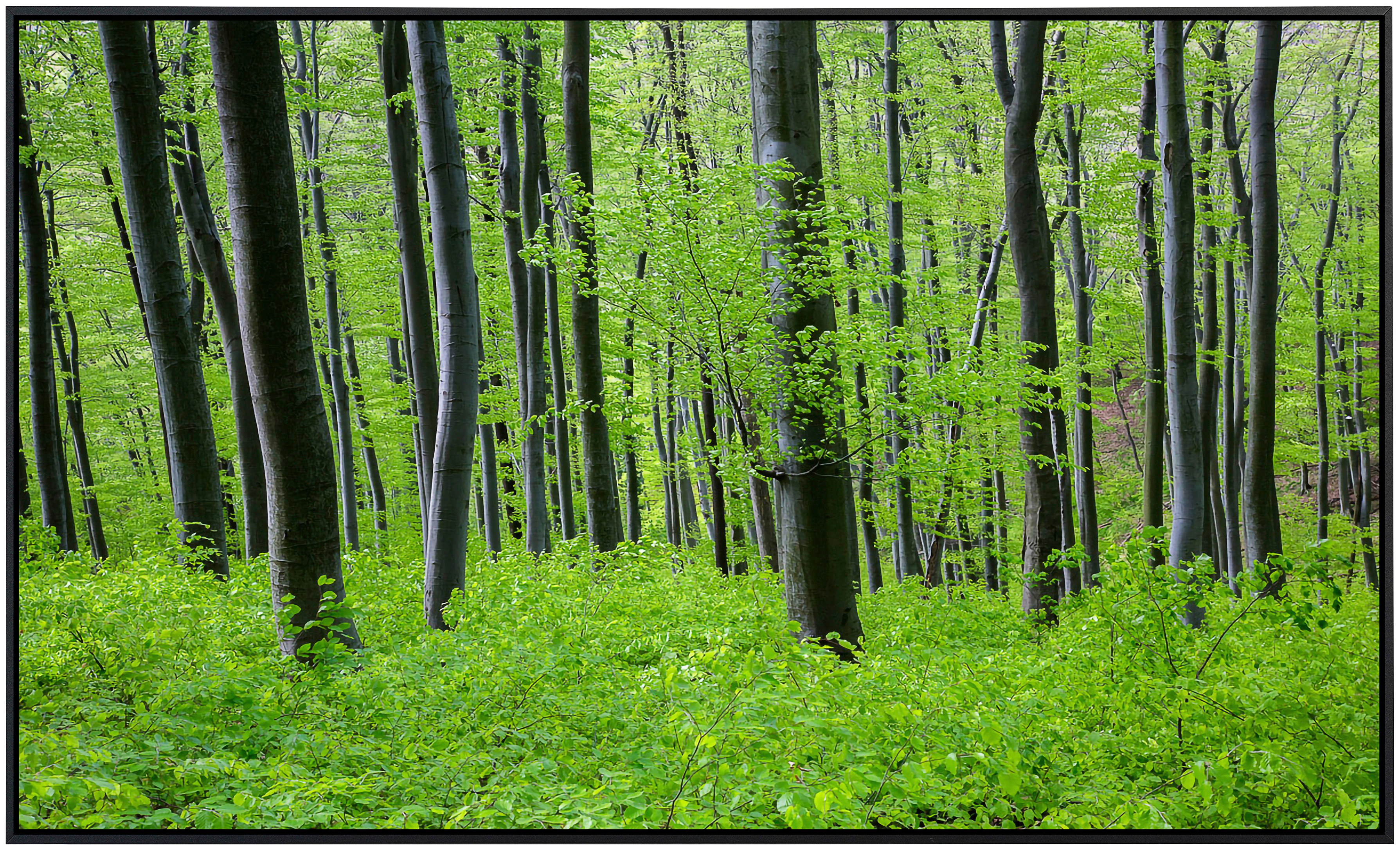 Papermoon Infrarotheizung »Wald«, sehr angenehme Strahlungswärme günstig online kaufen