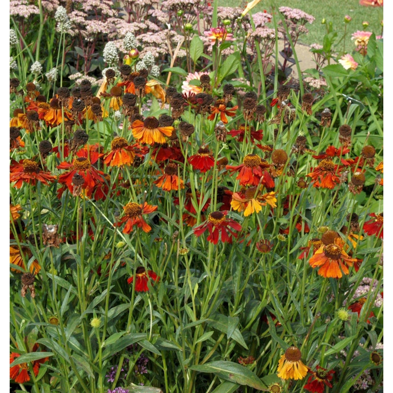 Sonnenbraut Mardi Gras - Helenium cultorum günstig online kaufen