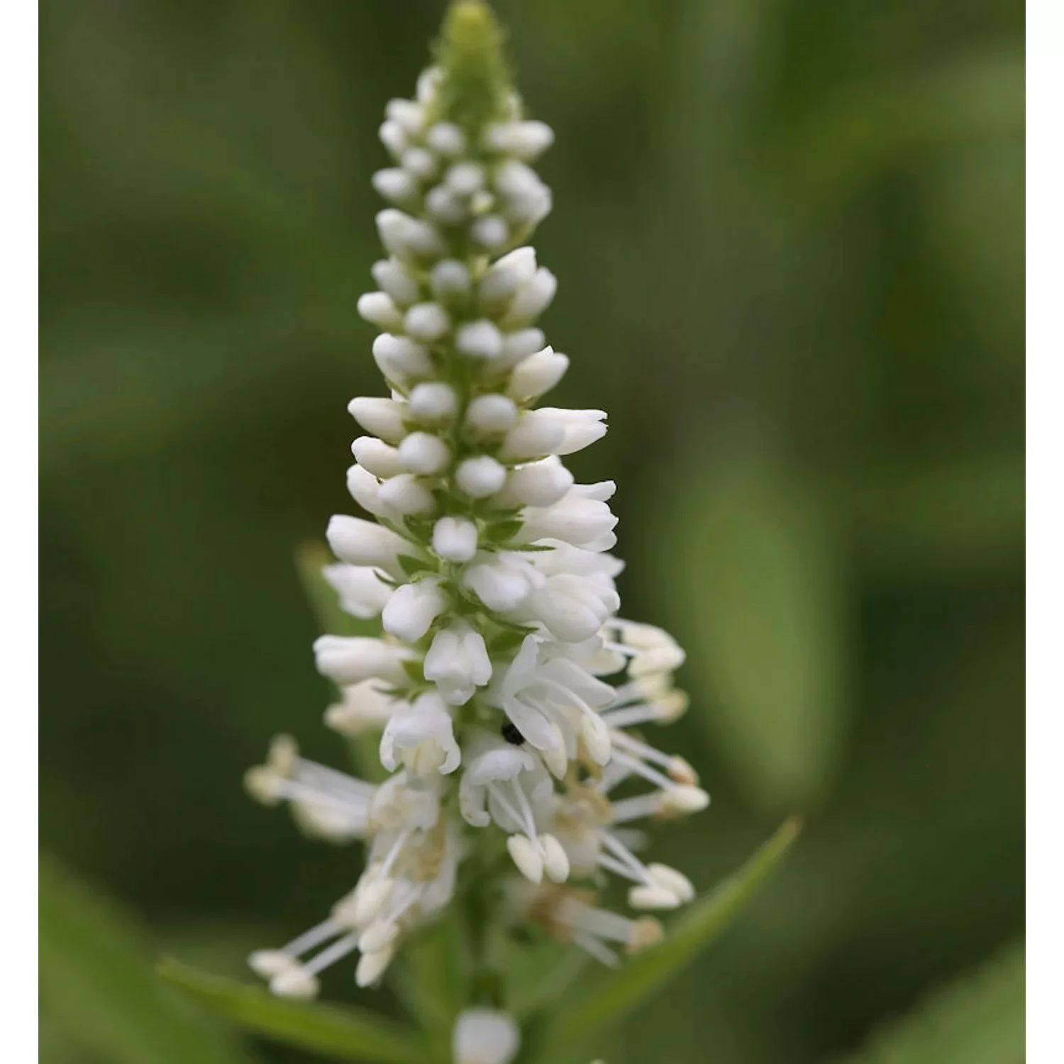 Polsterveronika Icicle - Veronica spicata günstig online kaufen