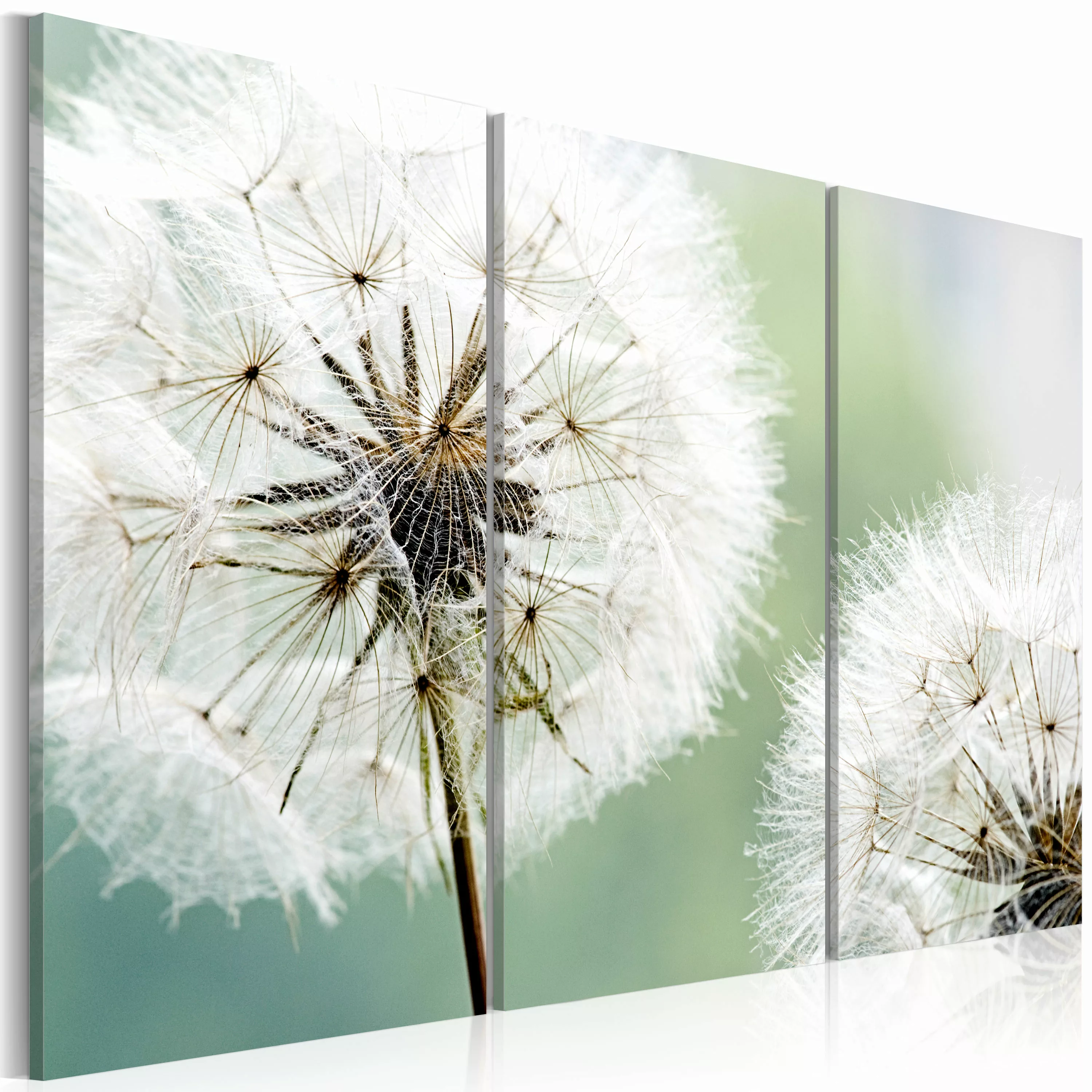 Wandbild - Flauschige Pusteblumen günstig online kaufen