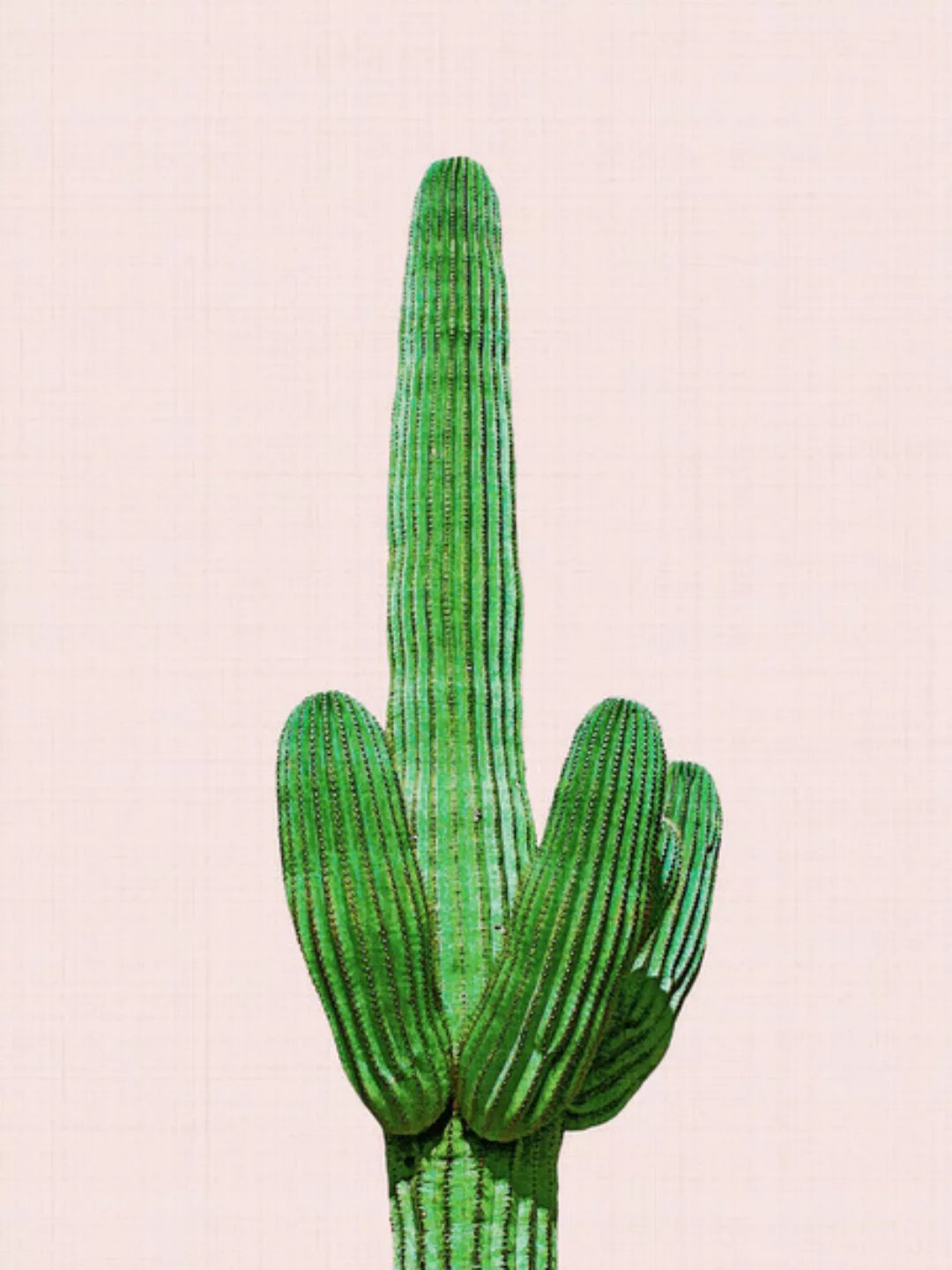 Poster / Leinwandbild - Cactus 4 günstig online kaufen
