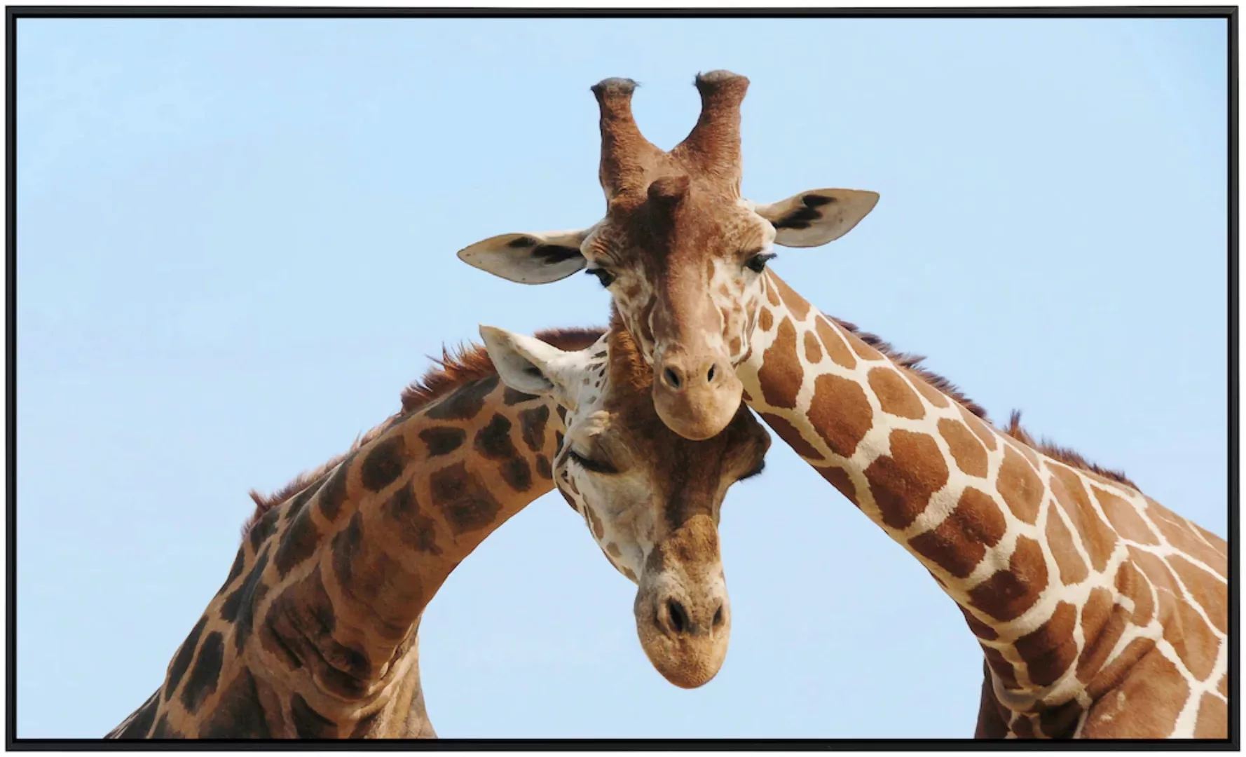 Papermoon Infrarotheizung »Verliebte Giraffen« günstig online kaufen