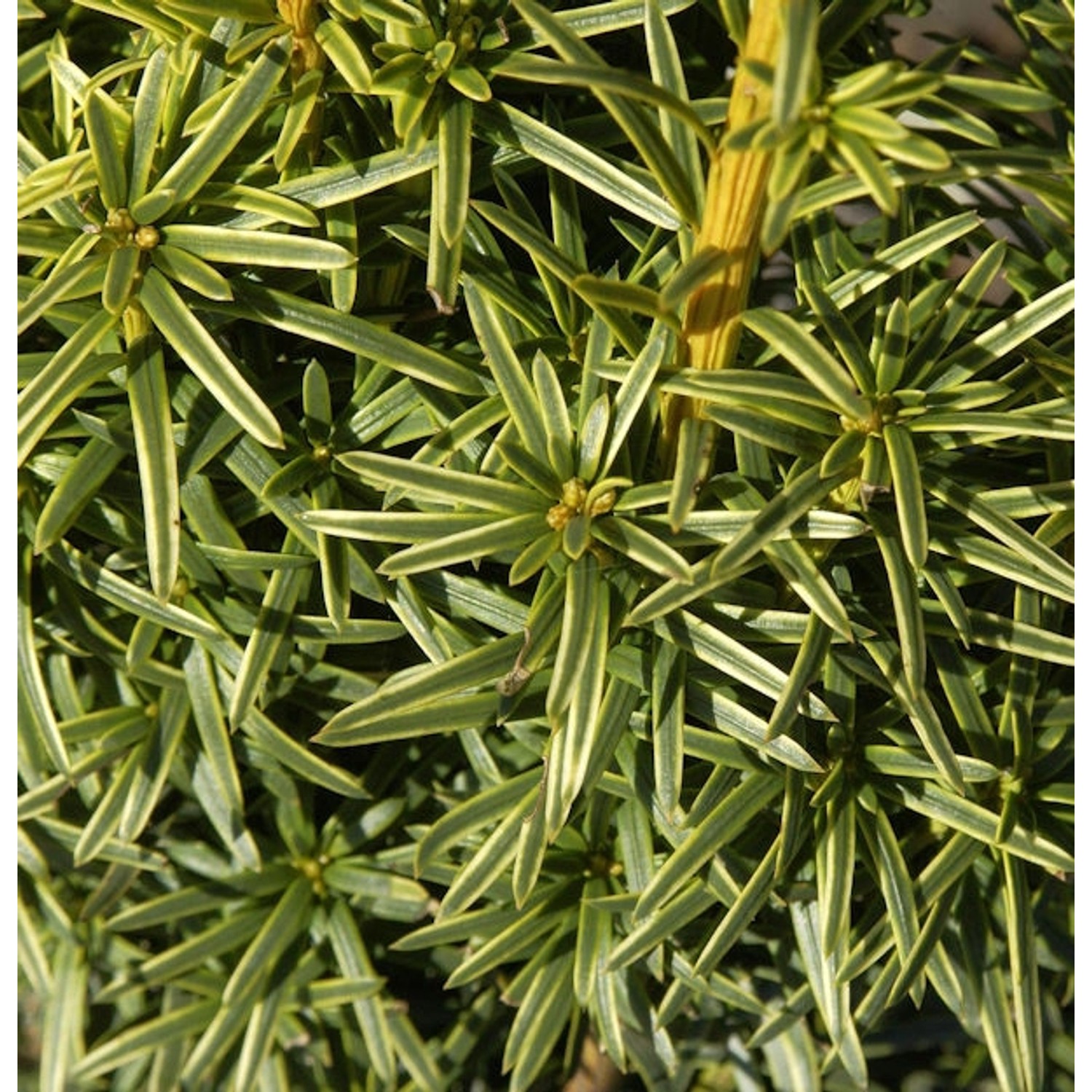 Gelbe Adlerschwingen Eibe 30-40cm - Taxus baccata Aureovariegata günstig online kaufen