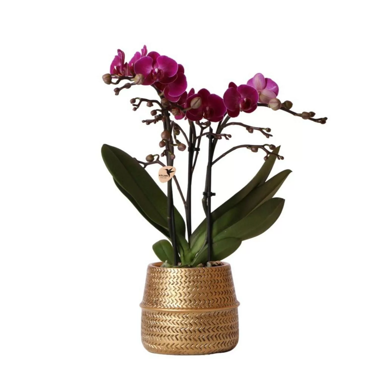 Kolibri Orchids Lila Phalaenopsis Orchidee Morelia & Groove Ziertopf Gold T günstig online kaufen