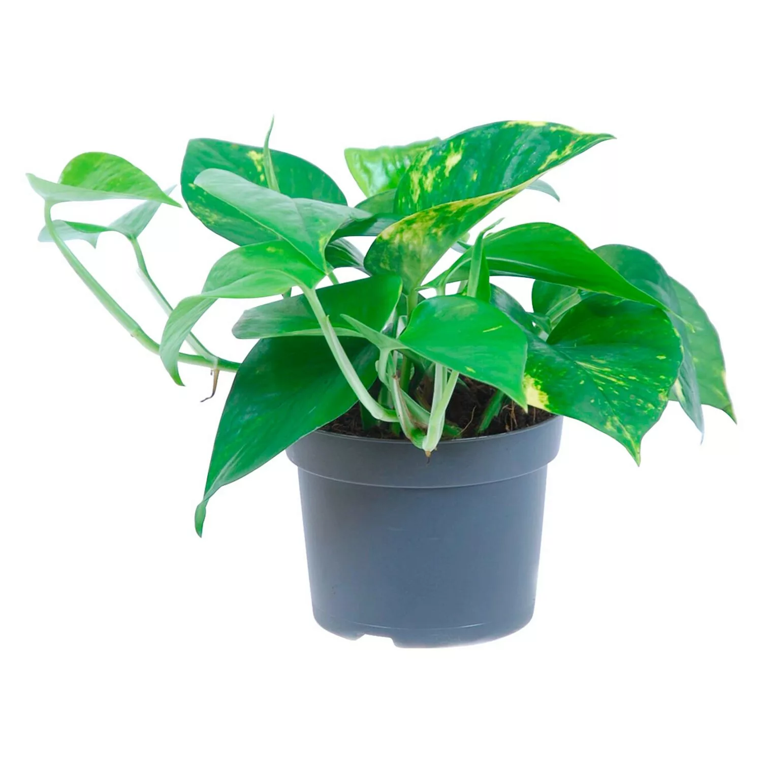 GROW by OBI Efeutute Aureum Topf Ø ca. 12 cm Epipremnum Aureum günstig online kaufen