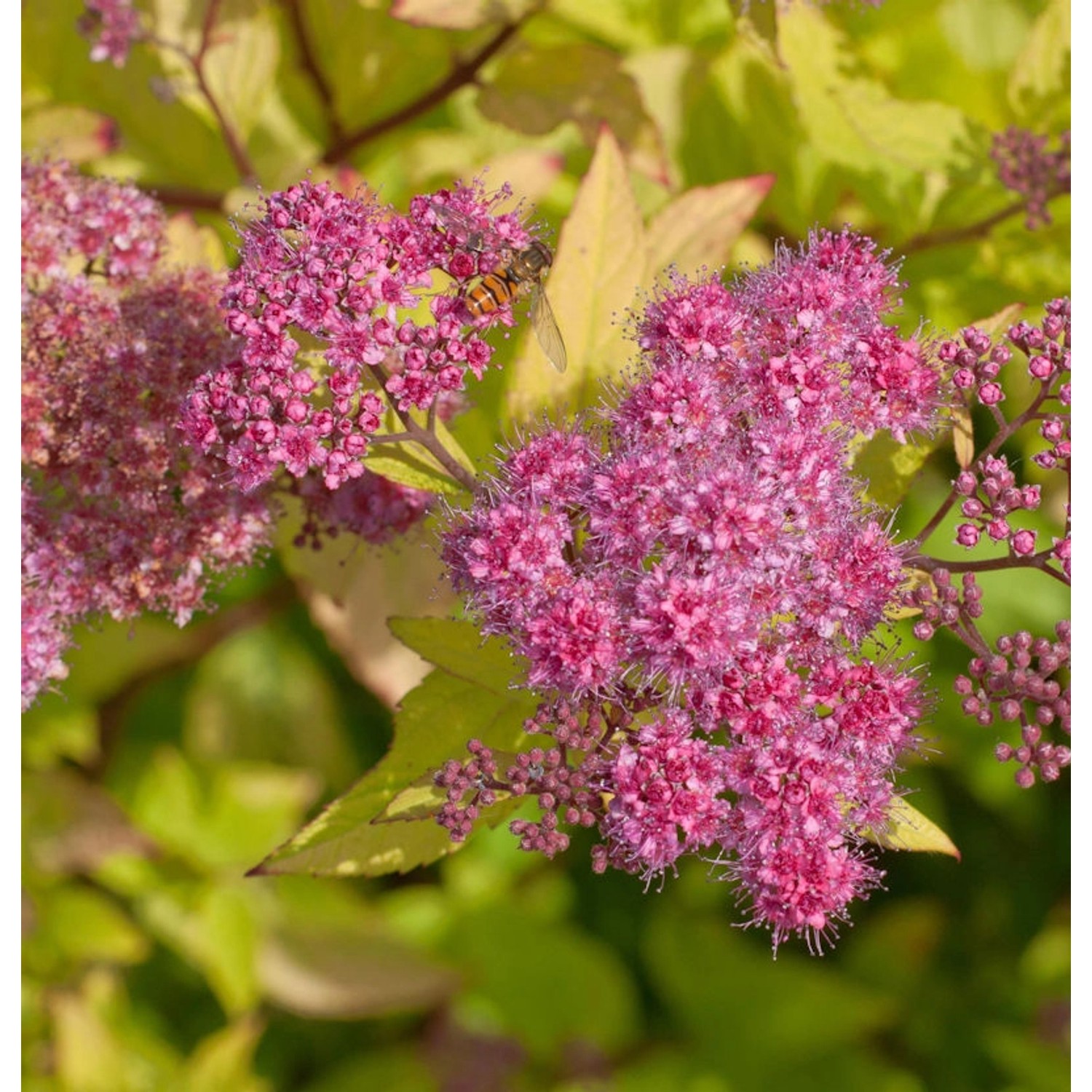 Sommerspierstrauch Goldflame 20-30cm - Spiraea japonica günstig online kaufen