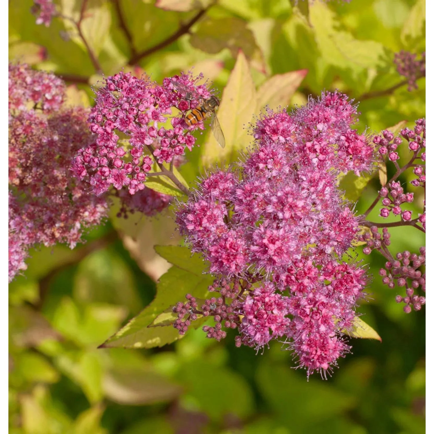 10x Sommerspierstrauch Goldflame 15-20cm - Spiraea japonica günstig online kaufen