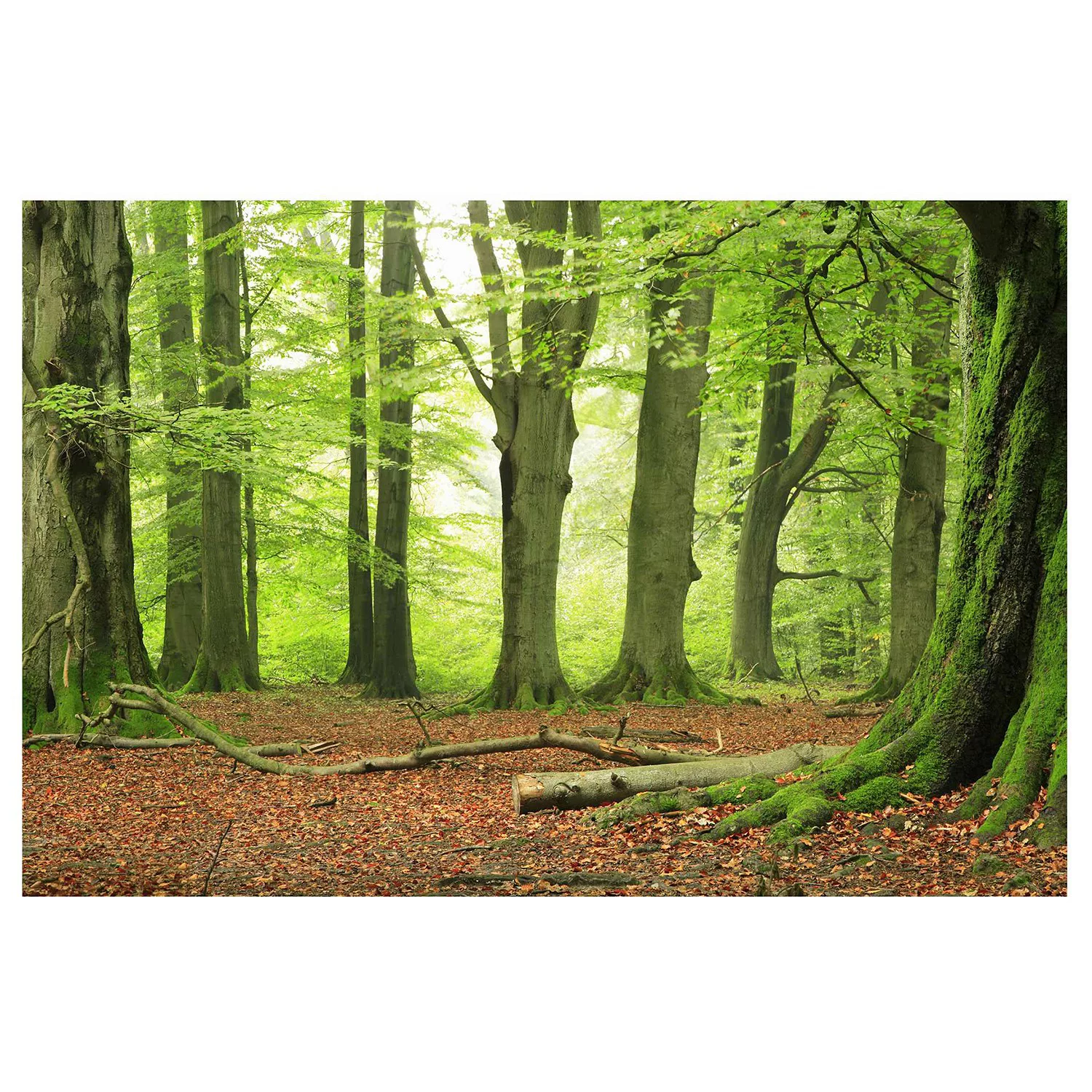 Bilderwelten Fototapete Wald Mighty Beech Trees grün Gr. 384 x 255 günstig online kaufen