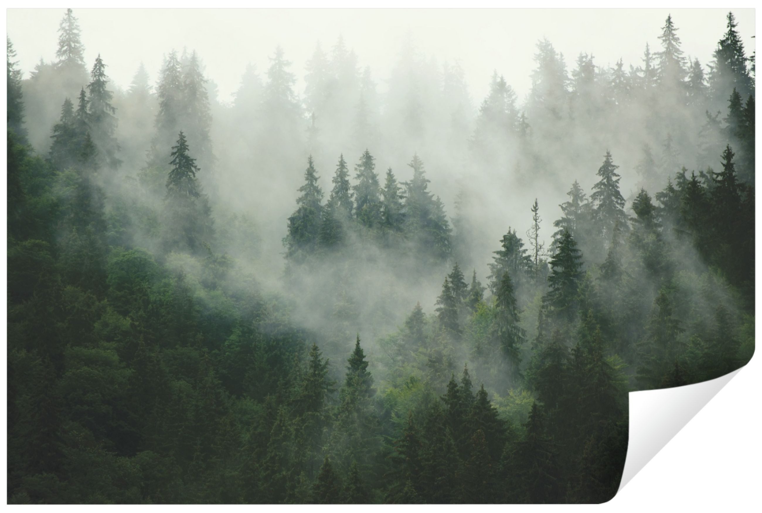 Wallarena Fototapete Wald im Nebel Natur günstig online kaufen