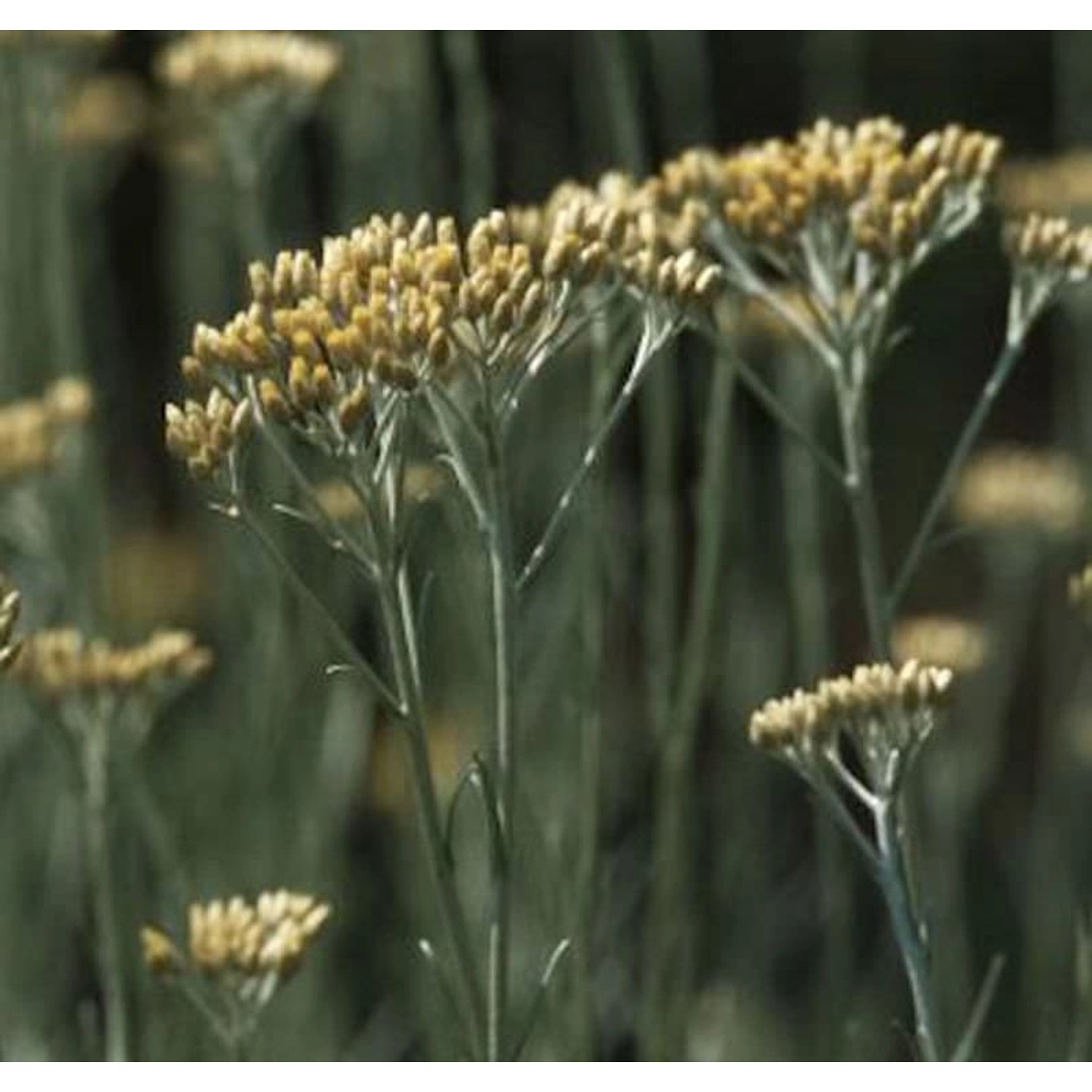 Strohblume Dwarf - Currystrauch - Helichrysum italicum günstig online kaufen