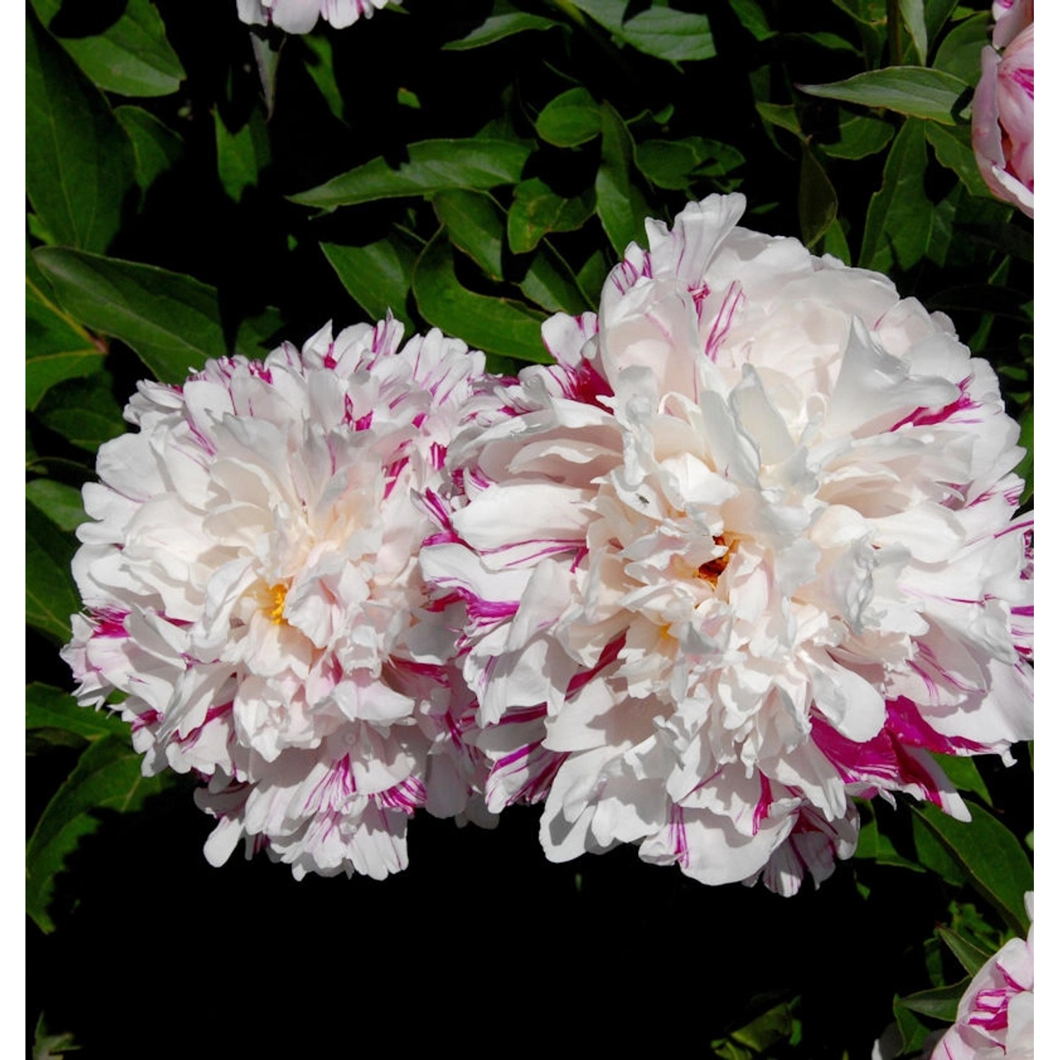 Edelpfingstrose Candy Stripe - Paeonia lactiflora günstig online kaufen