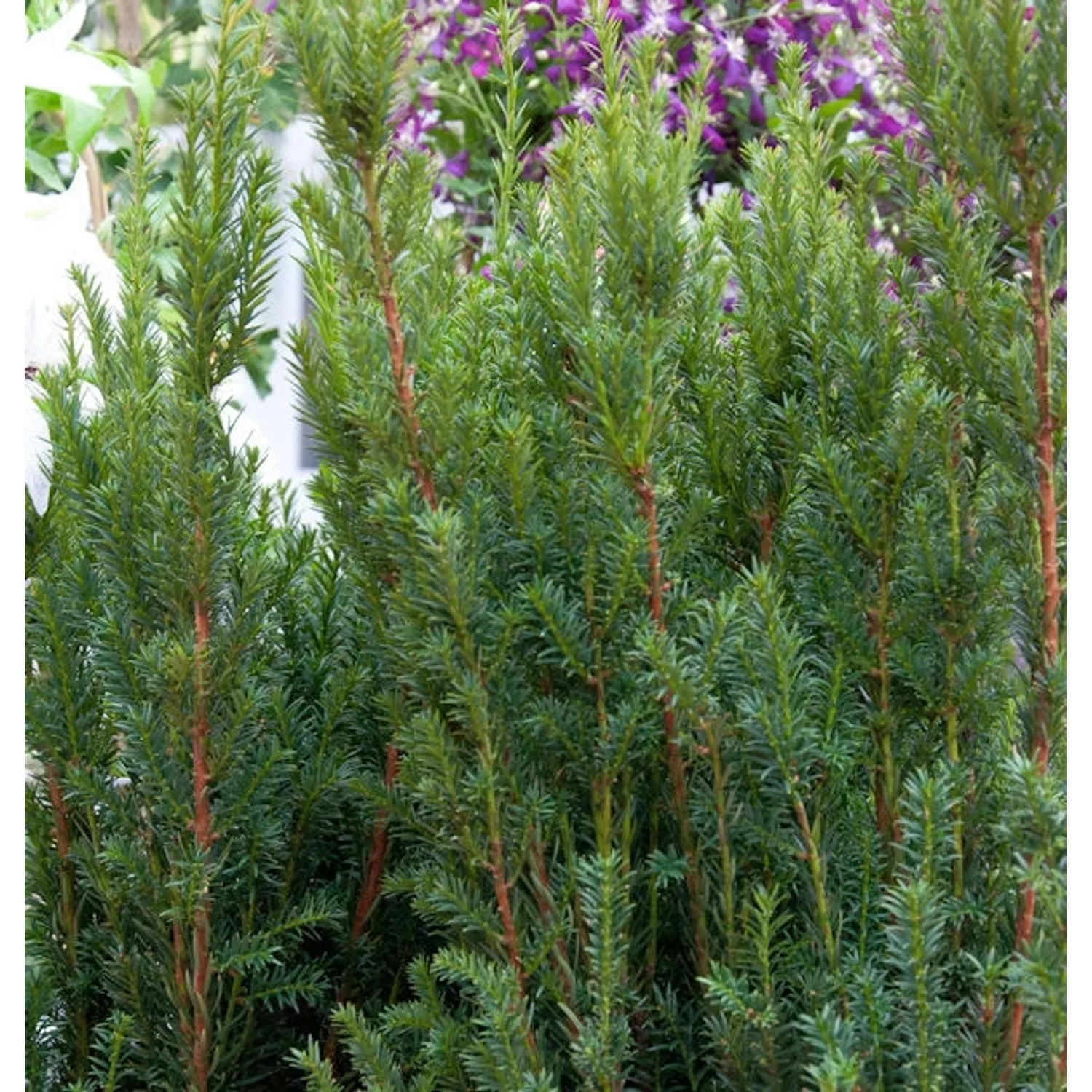 Becher Eibe Rising Star 25-30cm - Taxus media günstig online kaufen