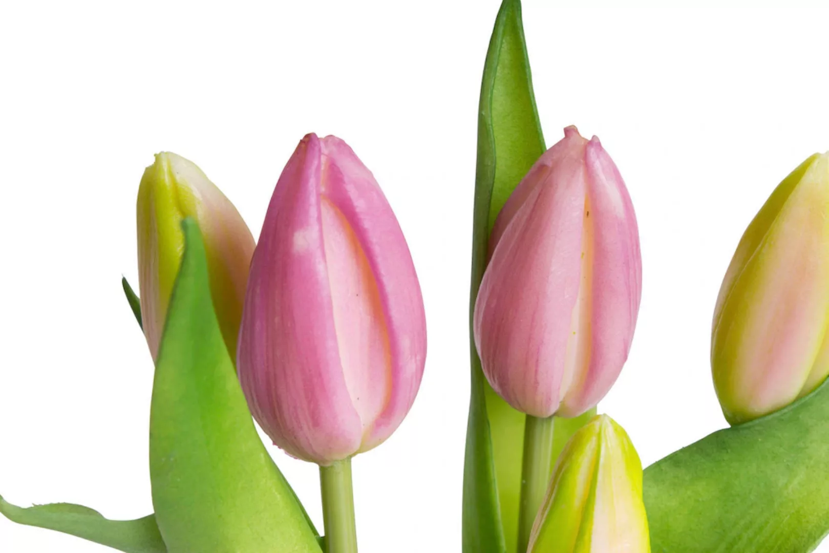 my home Kunstblume "Tulpenpflanze mit 5 Knospen" günstig online kaufen