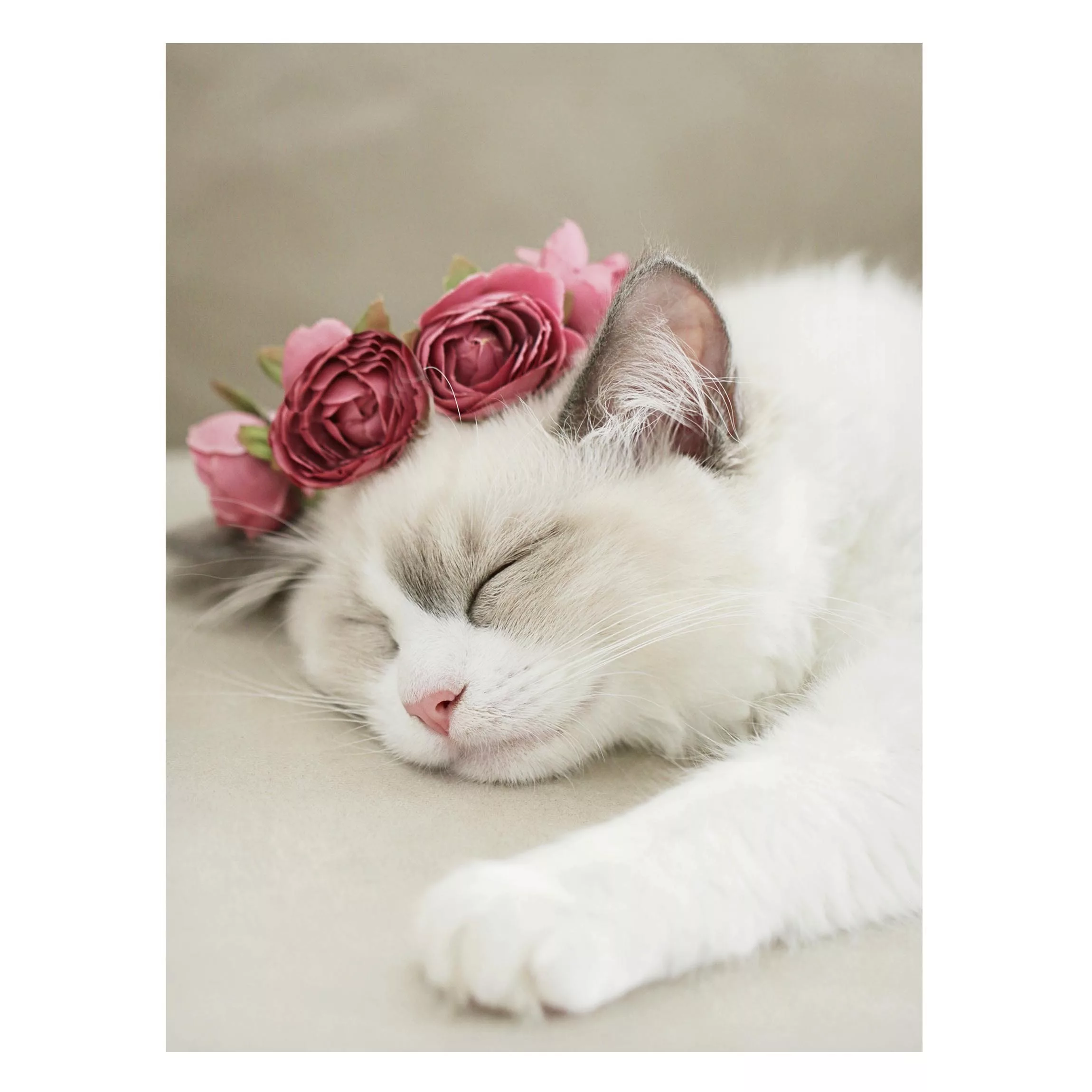 Magnettafel Schlafende Katze mit Rosen günstig online kaufen