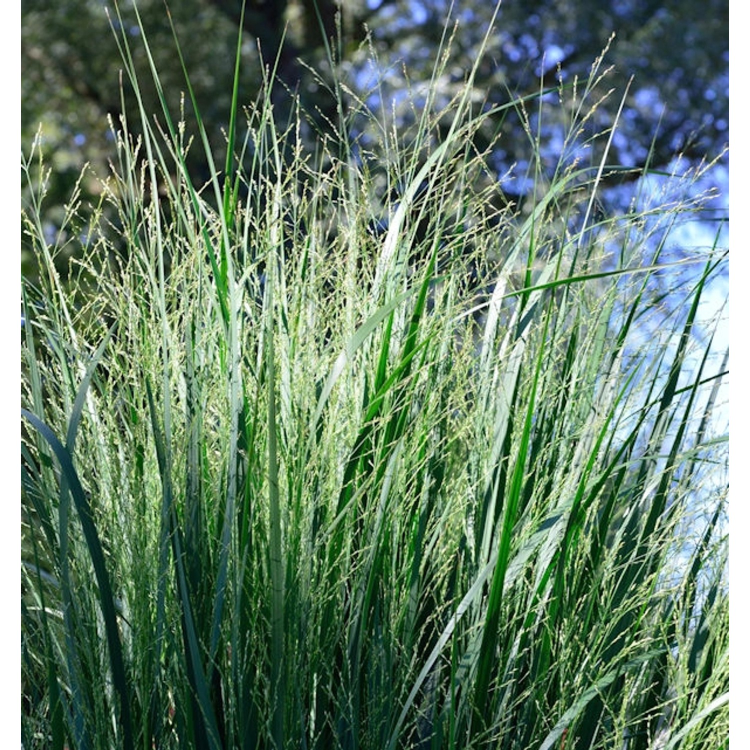 Purpur Liebesgras - großer Topf - Eragrostis spectabilis günstig online kaufen