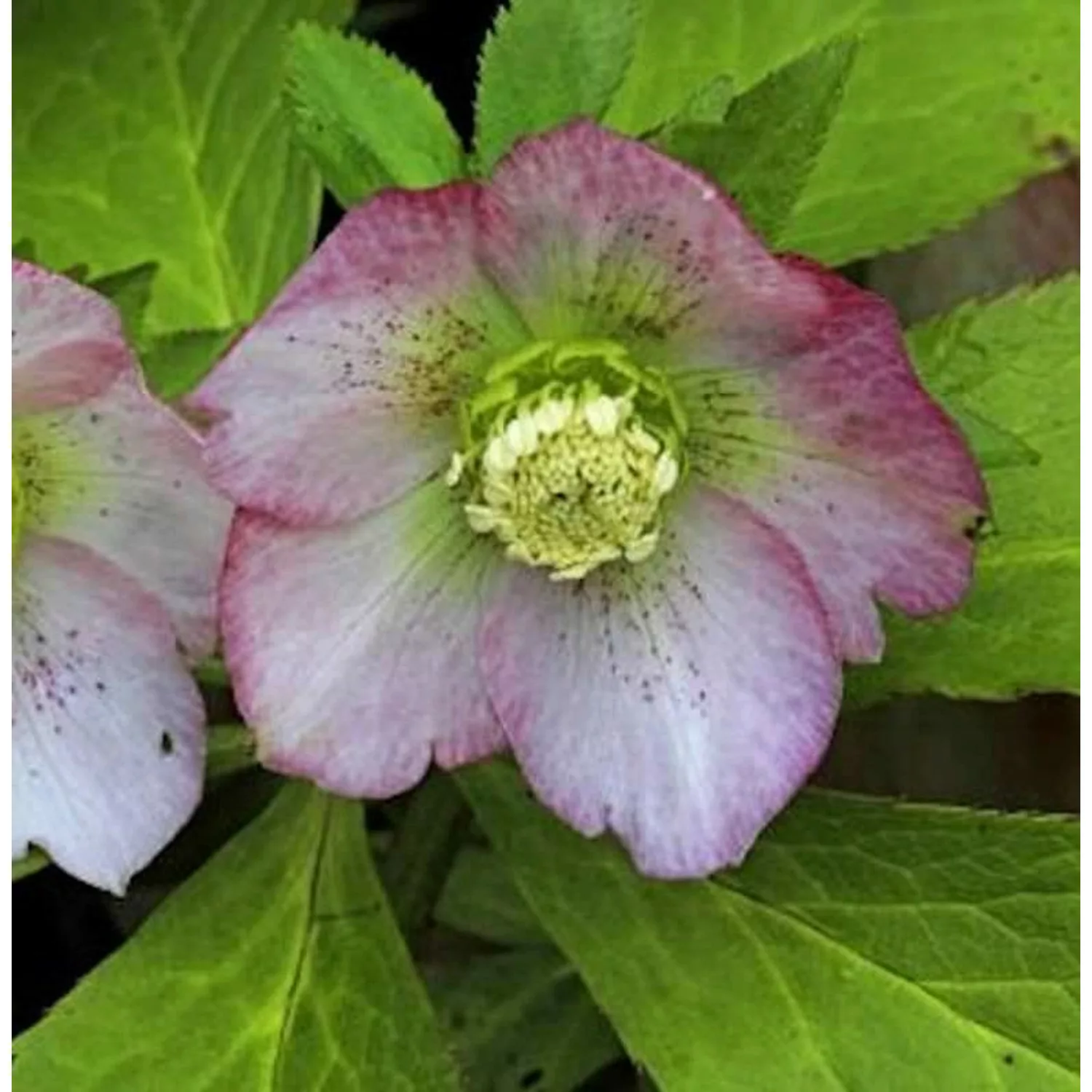 Christrose Lenzrose Pink Lady - Helleborus orientalis günstig online kaufen