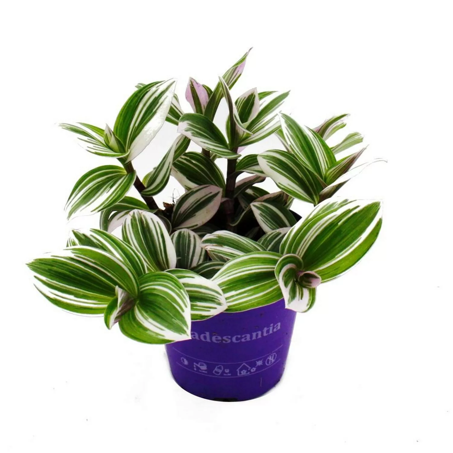 Exotenherz Dreimasterblume Tradescantia White Pflegeleichte Hängende Zimmer günstig online kaufen