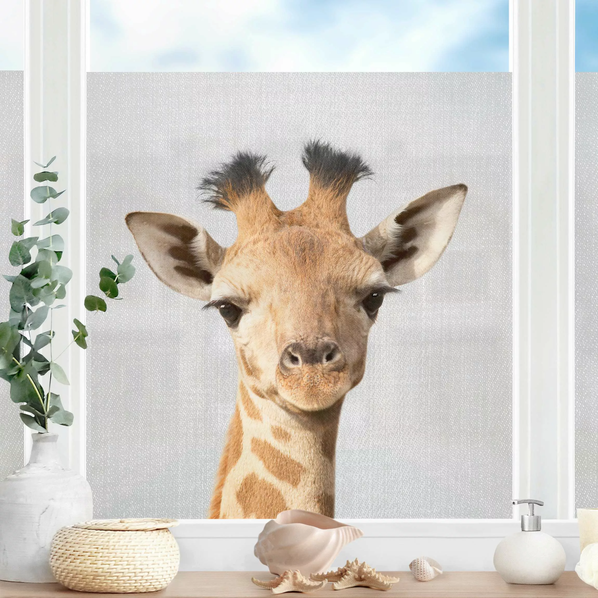 Fensterfolie Baby Giraffe Gandalf günstig online kaufen