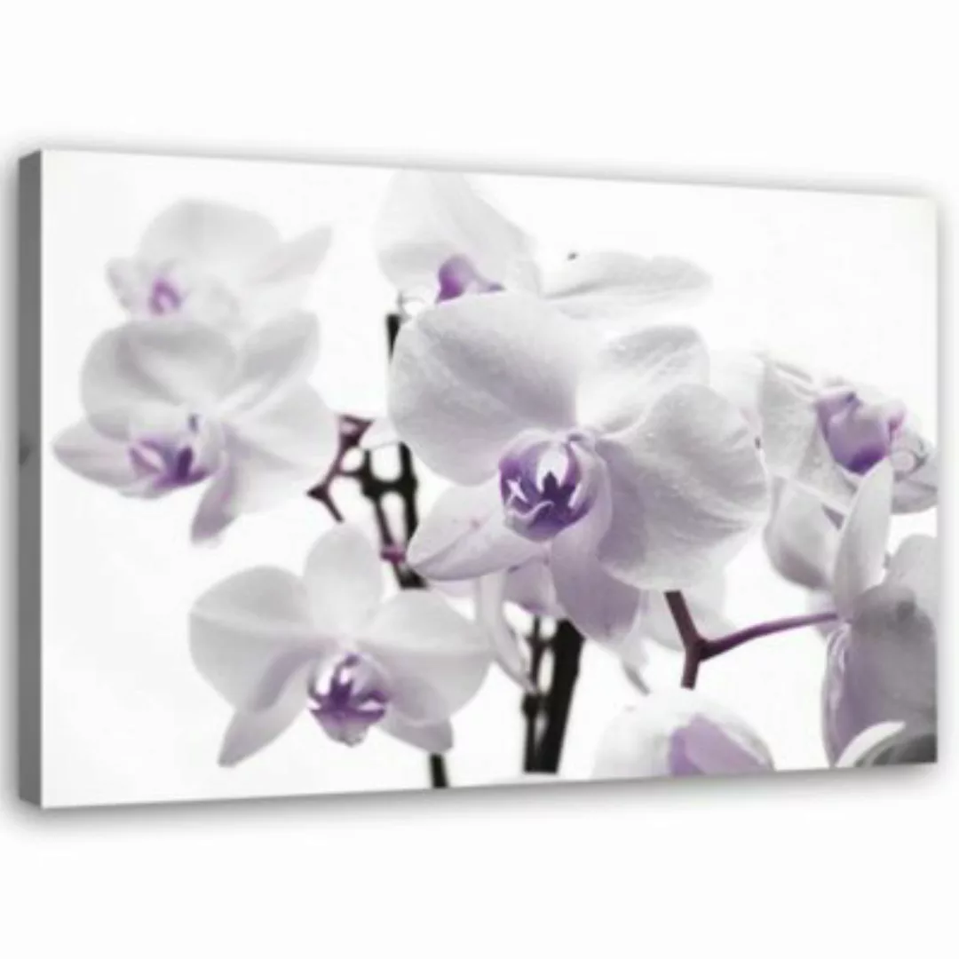 FEEBY® Kunst weiße Orchidee 3 Leinwandbilder bunt Gr. 60 x 40 günstig online kaufen
