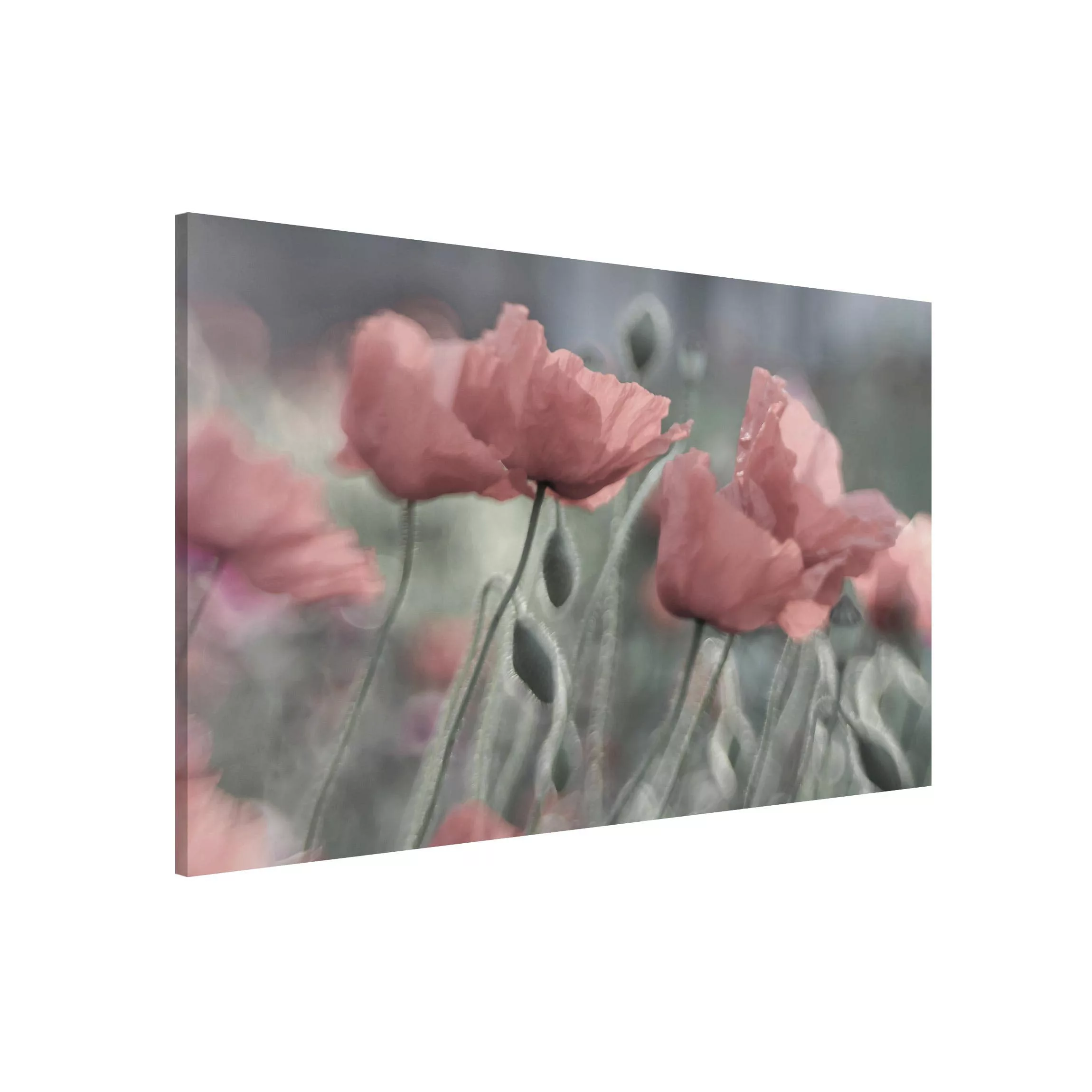Magnettafel Blumen - Querformat 3:2 Malerische Mohnblumen günstig online kaufen