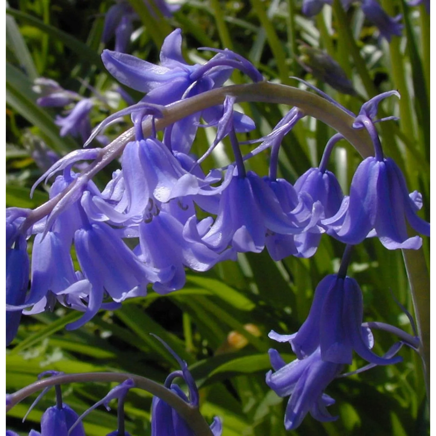 Glockenblaustern Blue Queen - Hyacinthoides hispanica günstig online kaufen