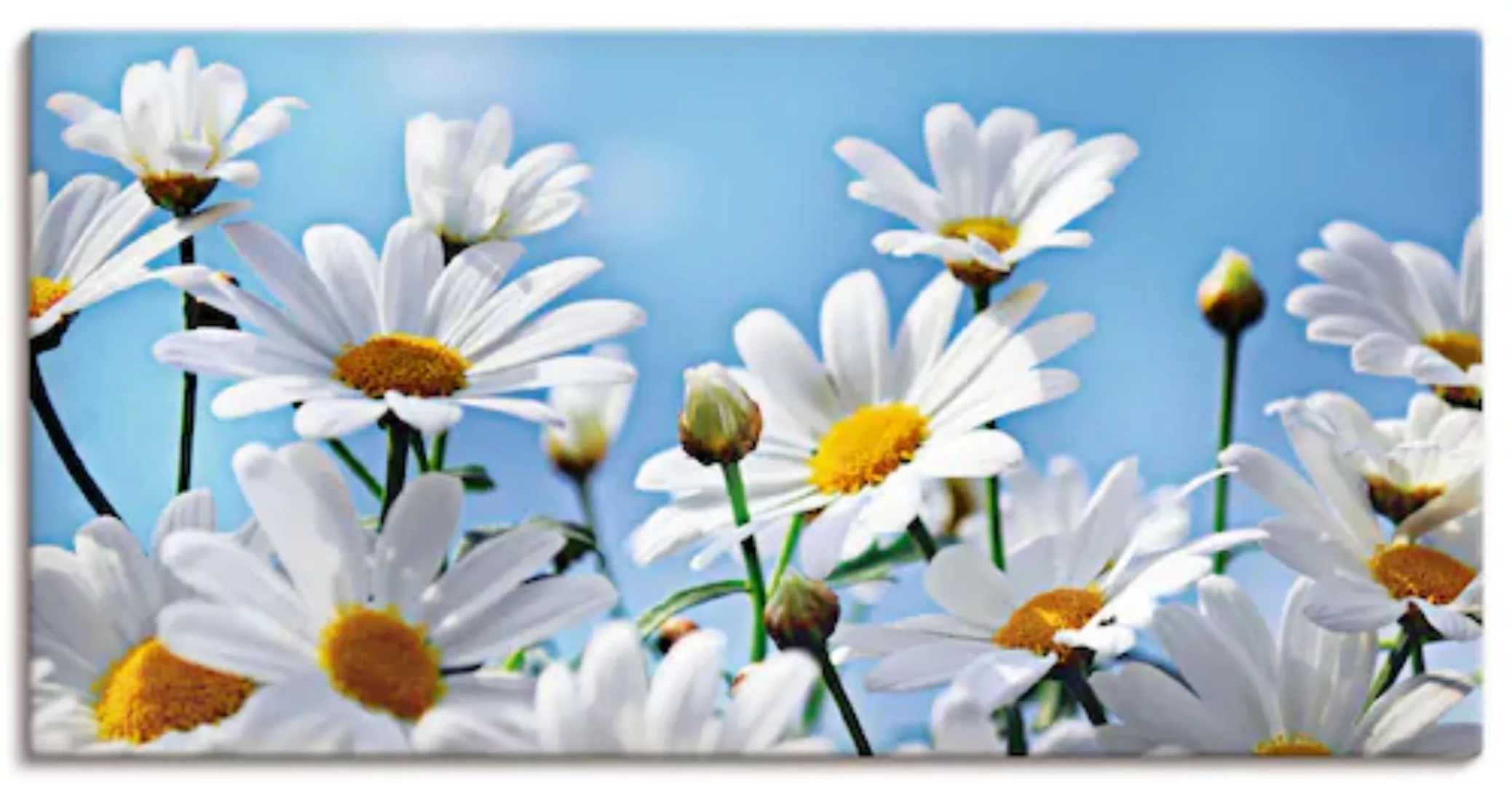 Artland Wandbild "Blumen - Margeriten", Blumen, (1 St.) günstig online kaufen