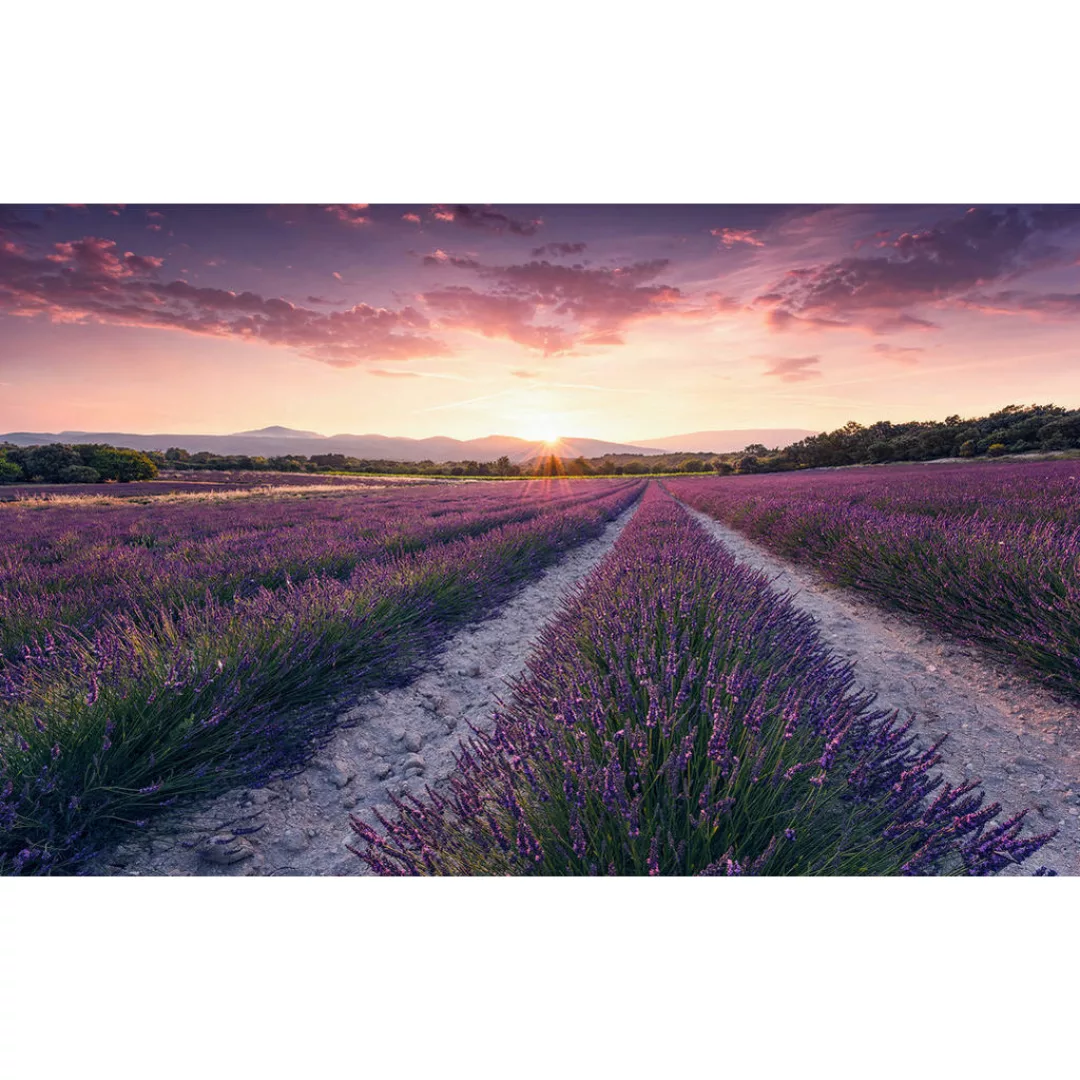 Sanders & Sanders Fototapete Lavendellandschaft Pastellviolett 450 x 280 cm günstig online kaufen