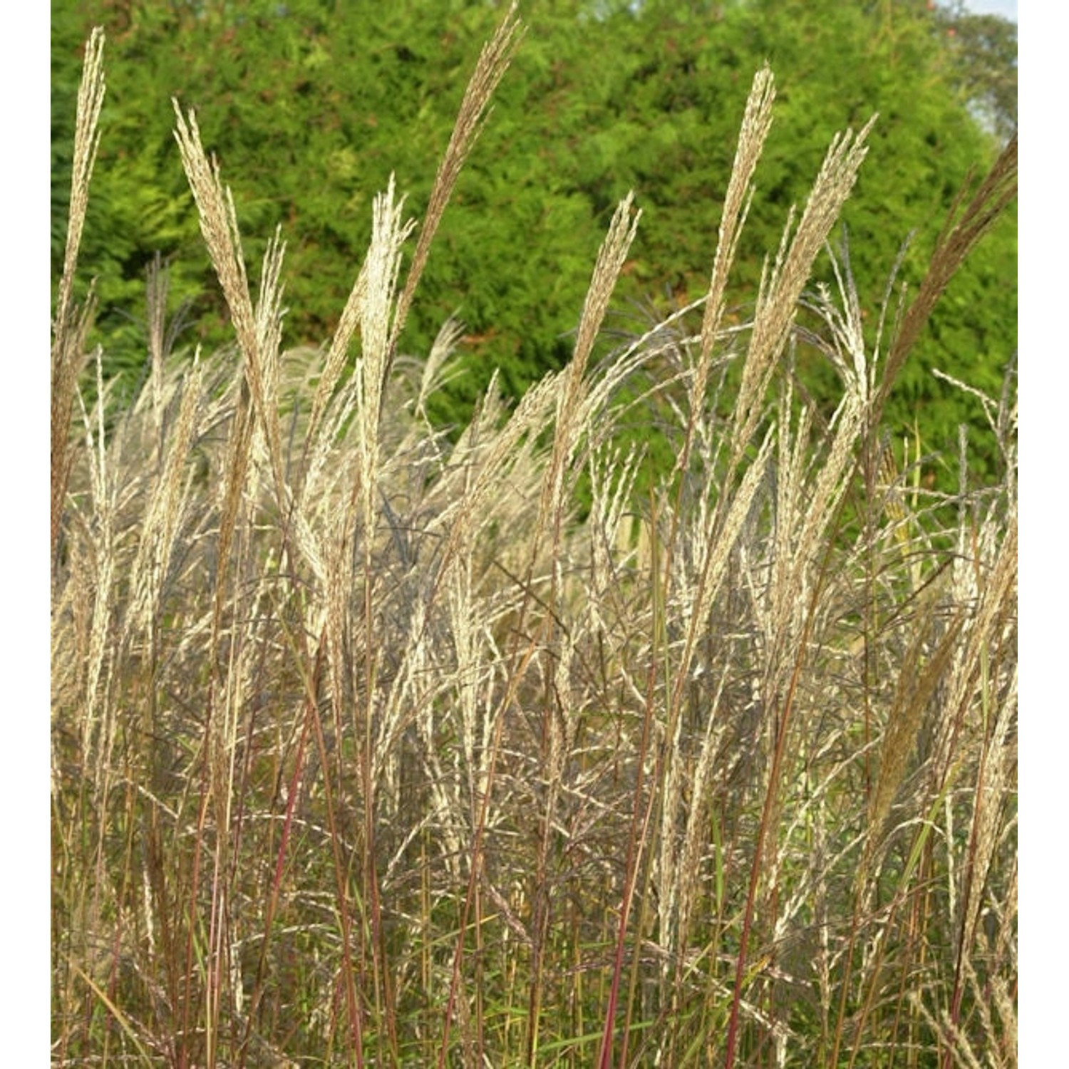 Chinaschilf Große Fontäne - XXXL Topf - Miscanthus sinensis günstig online kaufen