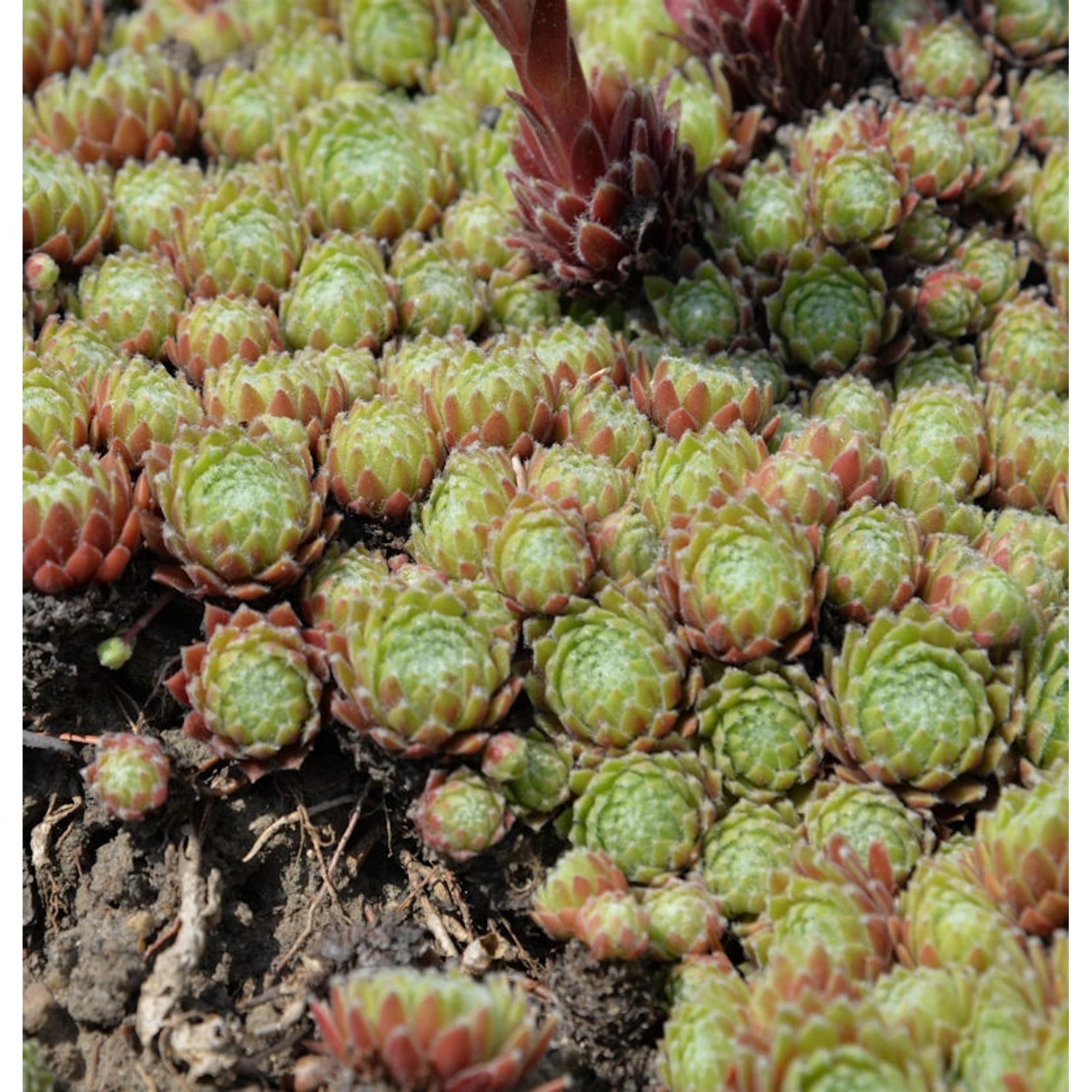 Dachwurz Mahagoni - Sempervivum cultorum günstig online kaufen