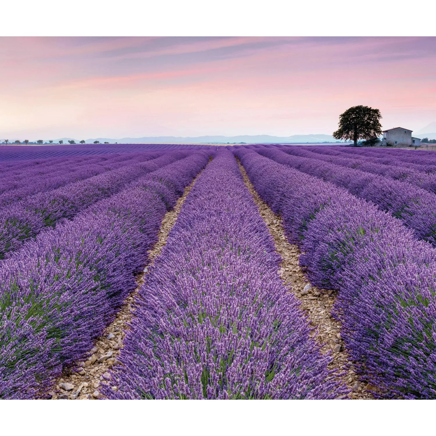 Komar Fototapete »Fototapete«, bedruckt, Vlies Fototapete - Provence - Größ günstig online kaufen