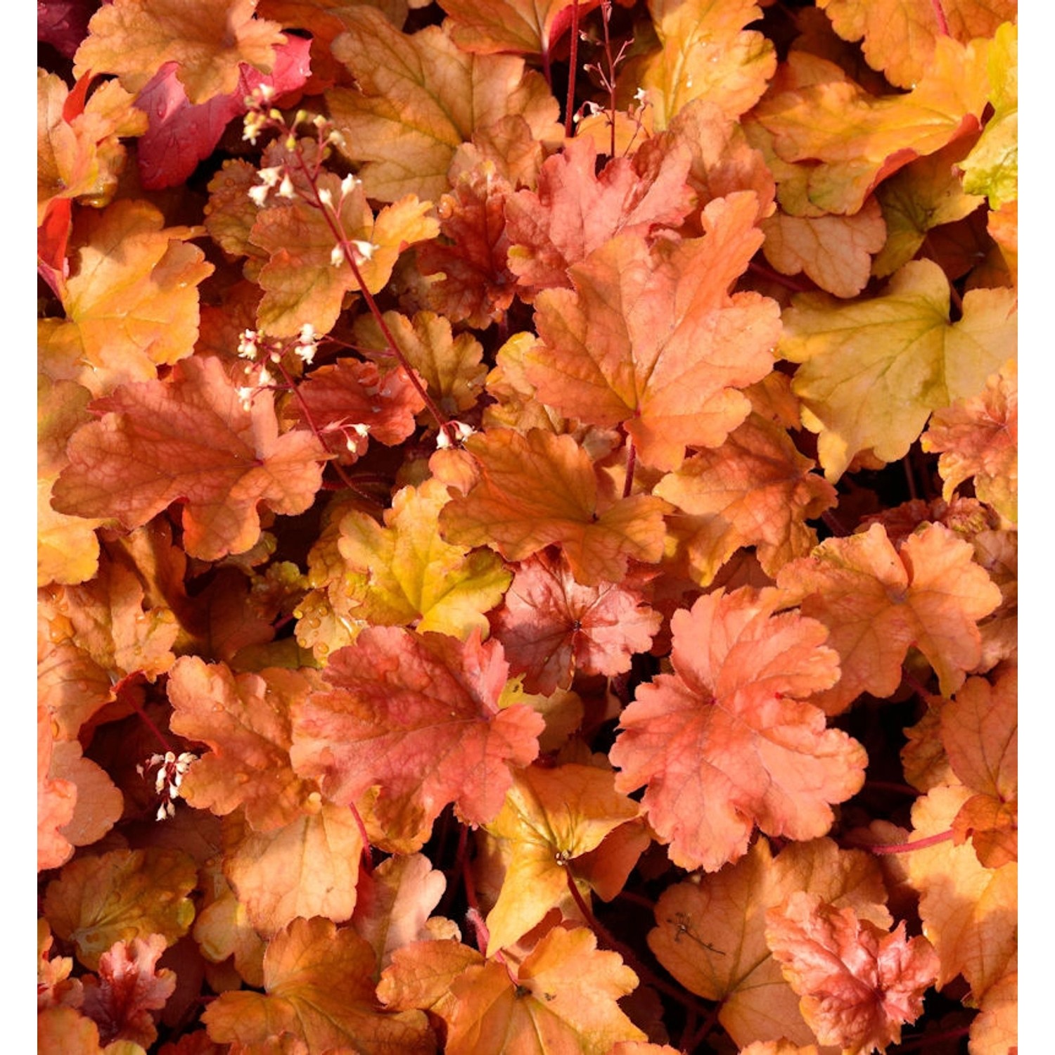 Purpurglöckchen Peach Flambé - Heuchera brizoides günstig online kaufen