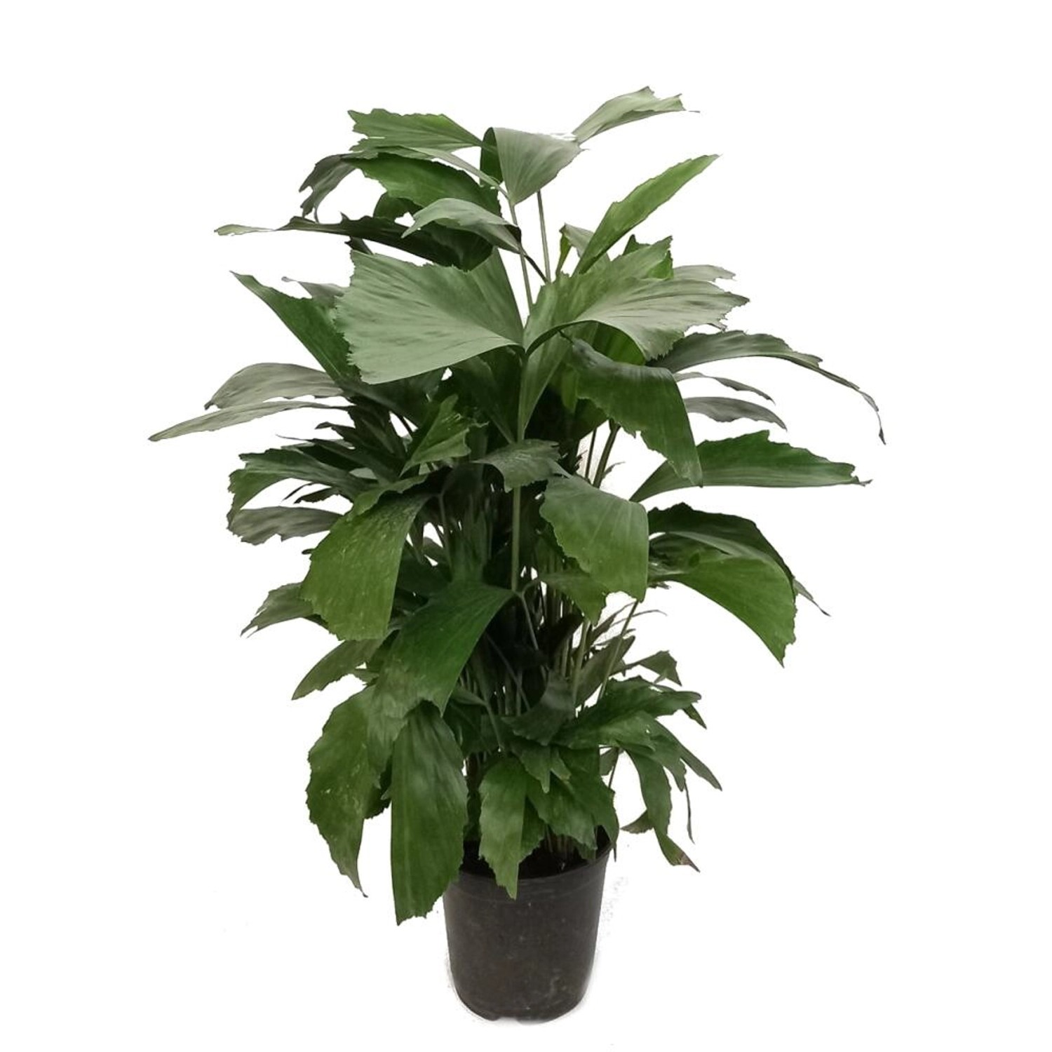 Exotenherz Fischschwanzpalme Caryota Mitis ca. 60-70cm hoch 14cm Topf günstig online kaufen