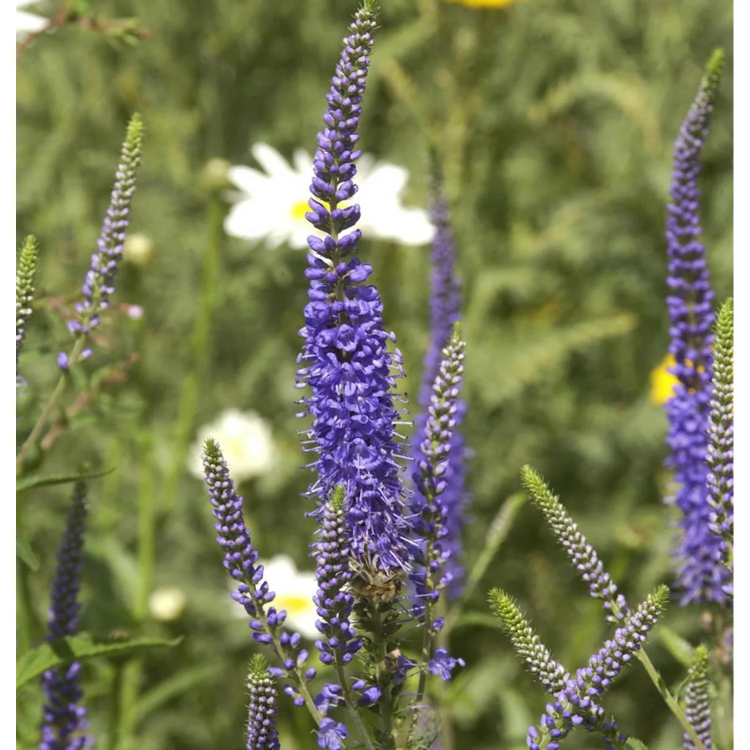 Hoher Wiesenehrenpreis Blauriesin - Veronica longifolia günstig online kaufen