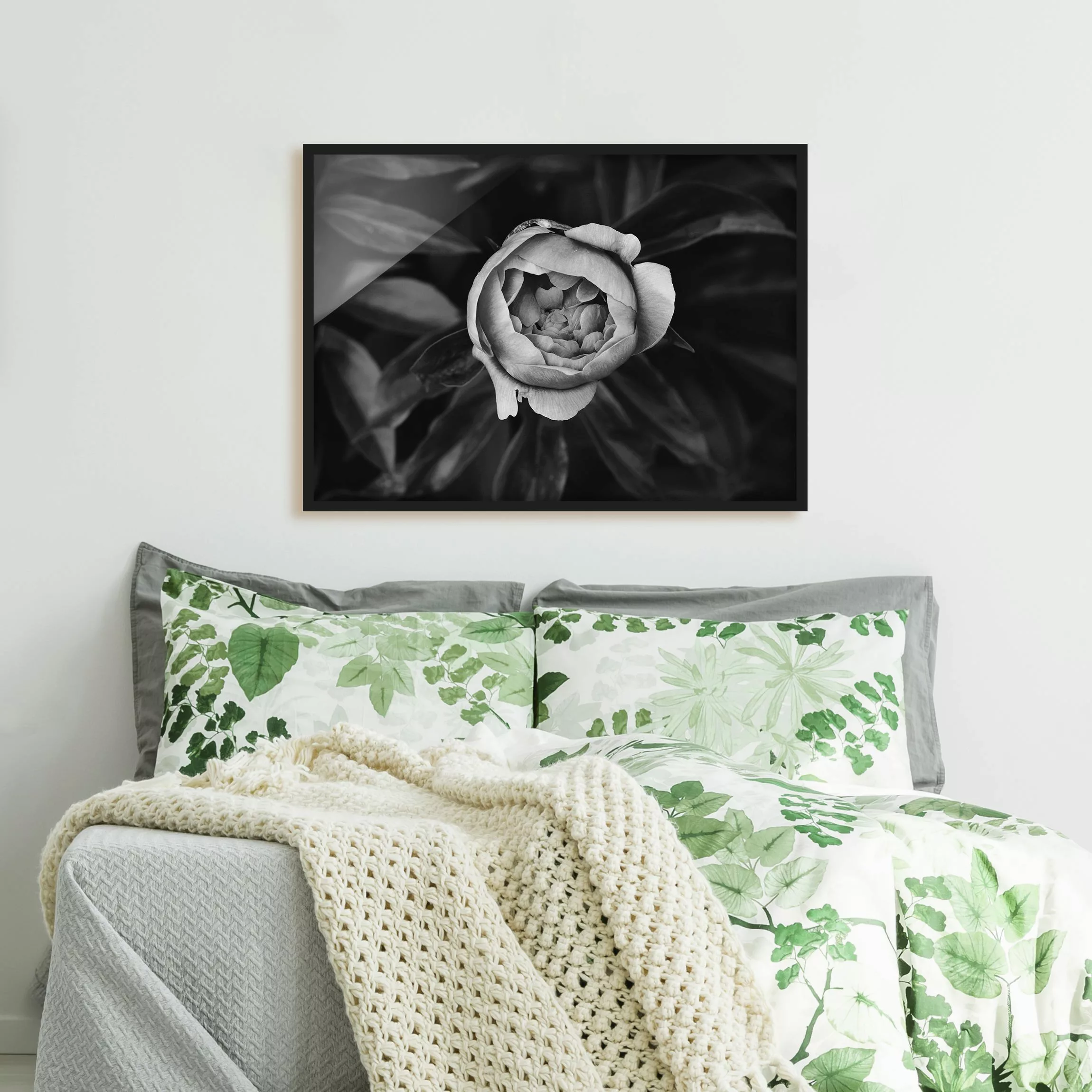 Bild mit Rahmen Blumen - Querformat Pfingstrosenblüte vor Blättern Schwarz günstig online kaufen