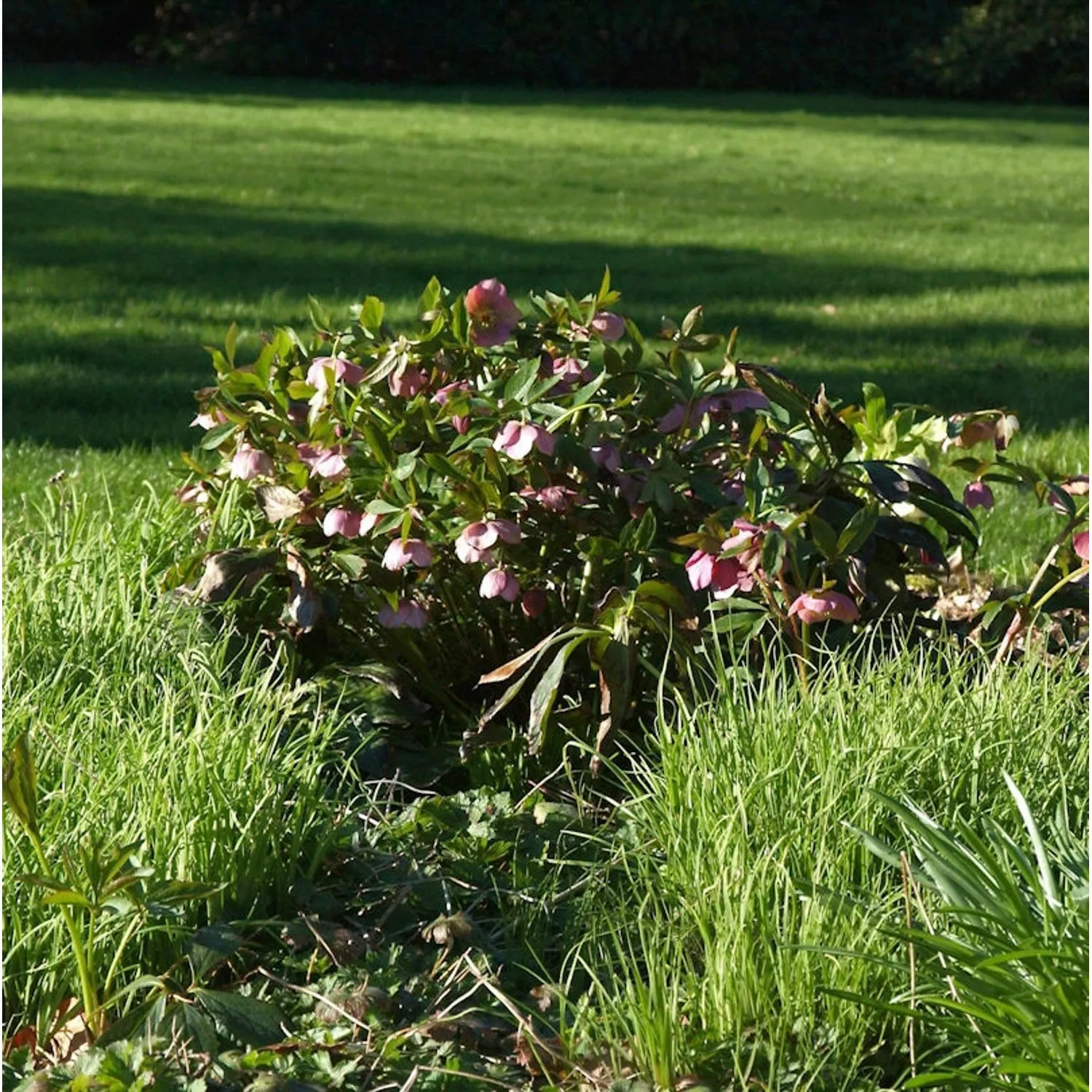 Christrose Lenzrose Red Spotted Lady - Helleborus orientalis günstig online kaufen