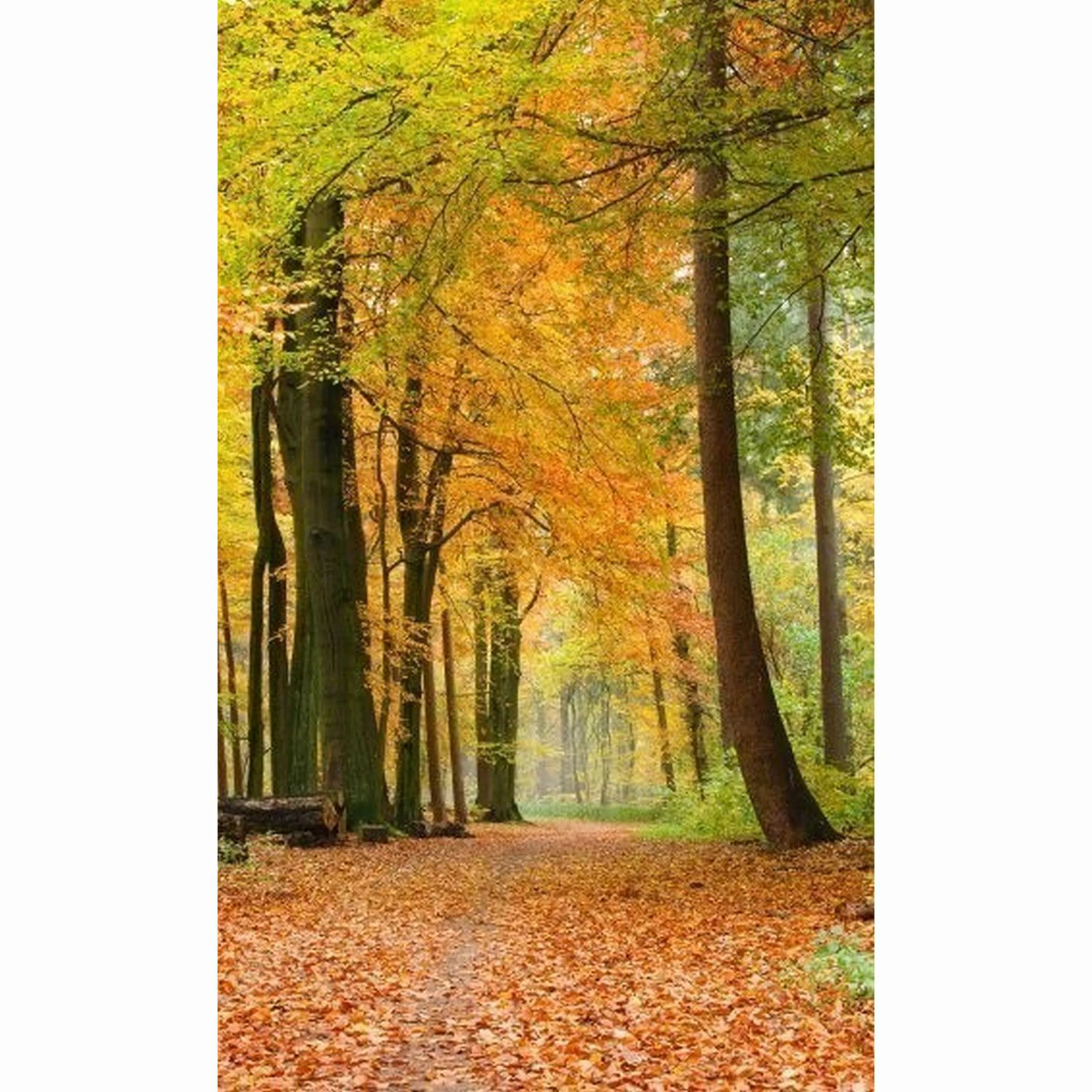 Fototapete AUTUMN FOREST | MS-2-0099 | Orange | Digitaldruck auf Vliesträge günstig online kaufen