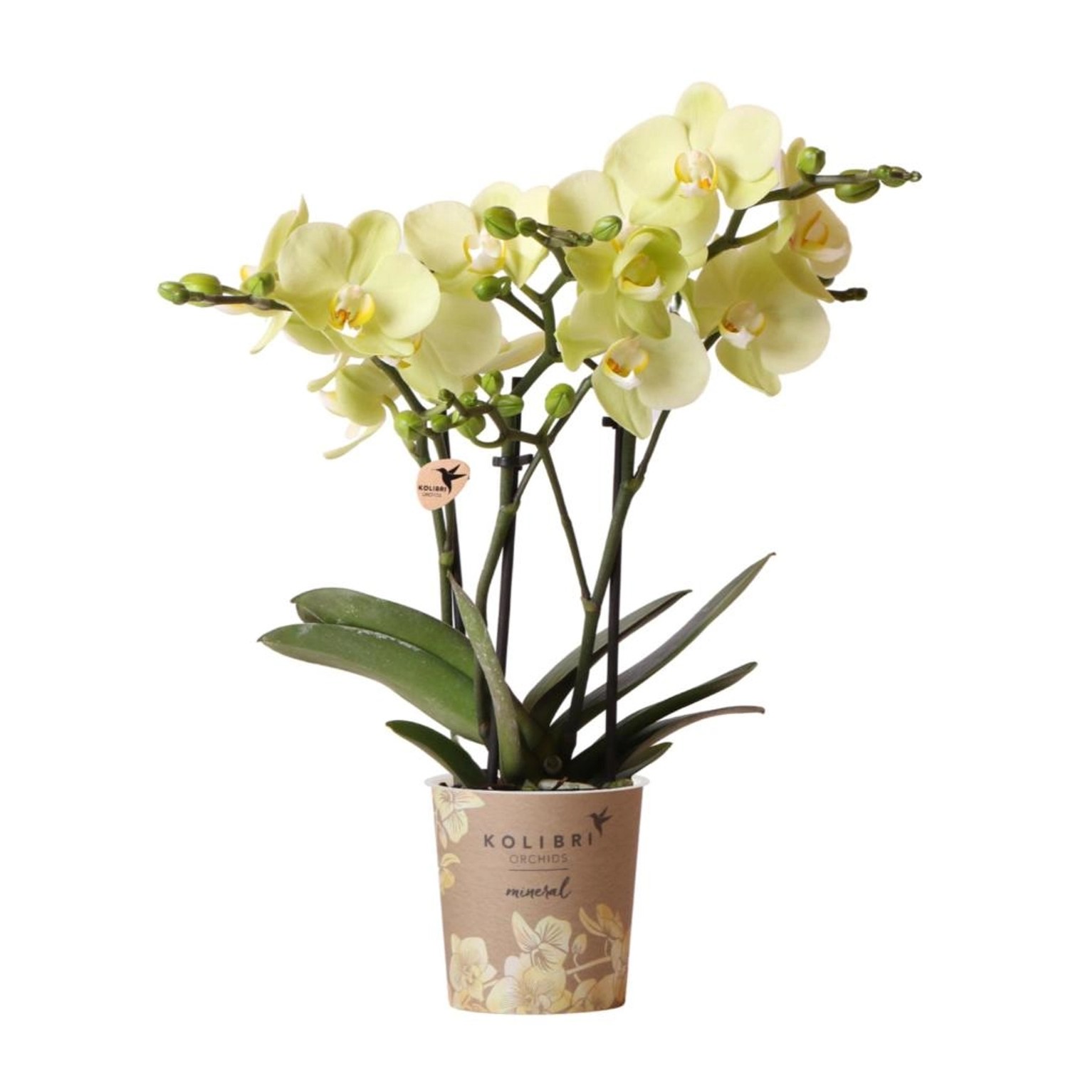 Kolibri Orchids gelbe Phalaenopsis Orchidee 34cm Hoch Topfgröße 9cm günstig online kaufen