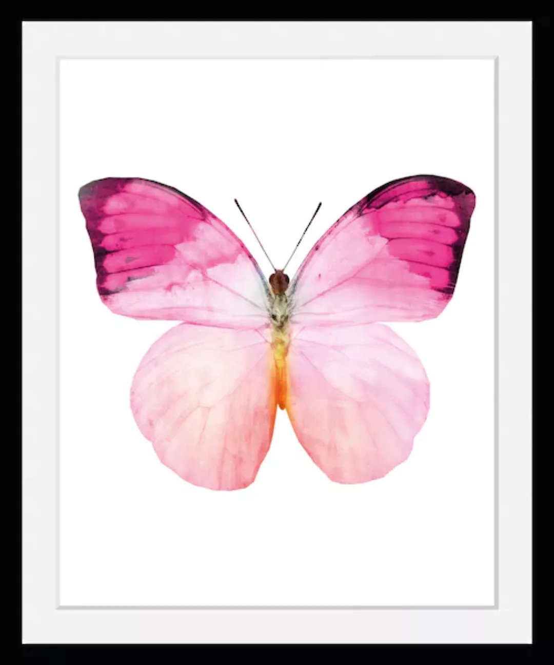 queence Bild "Jody", Schmetterlinge, (1 St.) günstig online kaufen