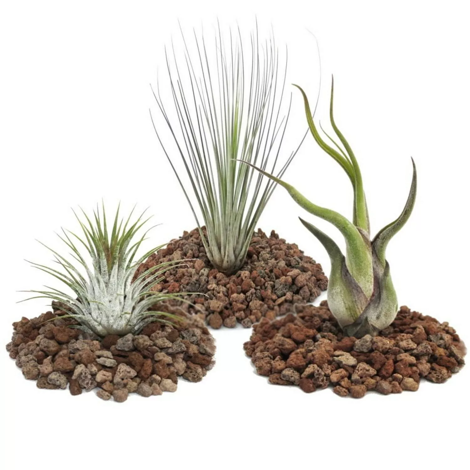 Exotenherz 1 Set Mit 3 Tillandsien 1 Ionantha 1 Juncea 1 Caput Medusa günstig online kaufen