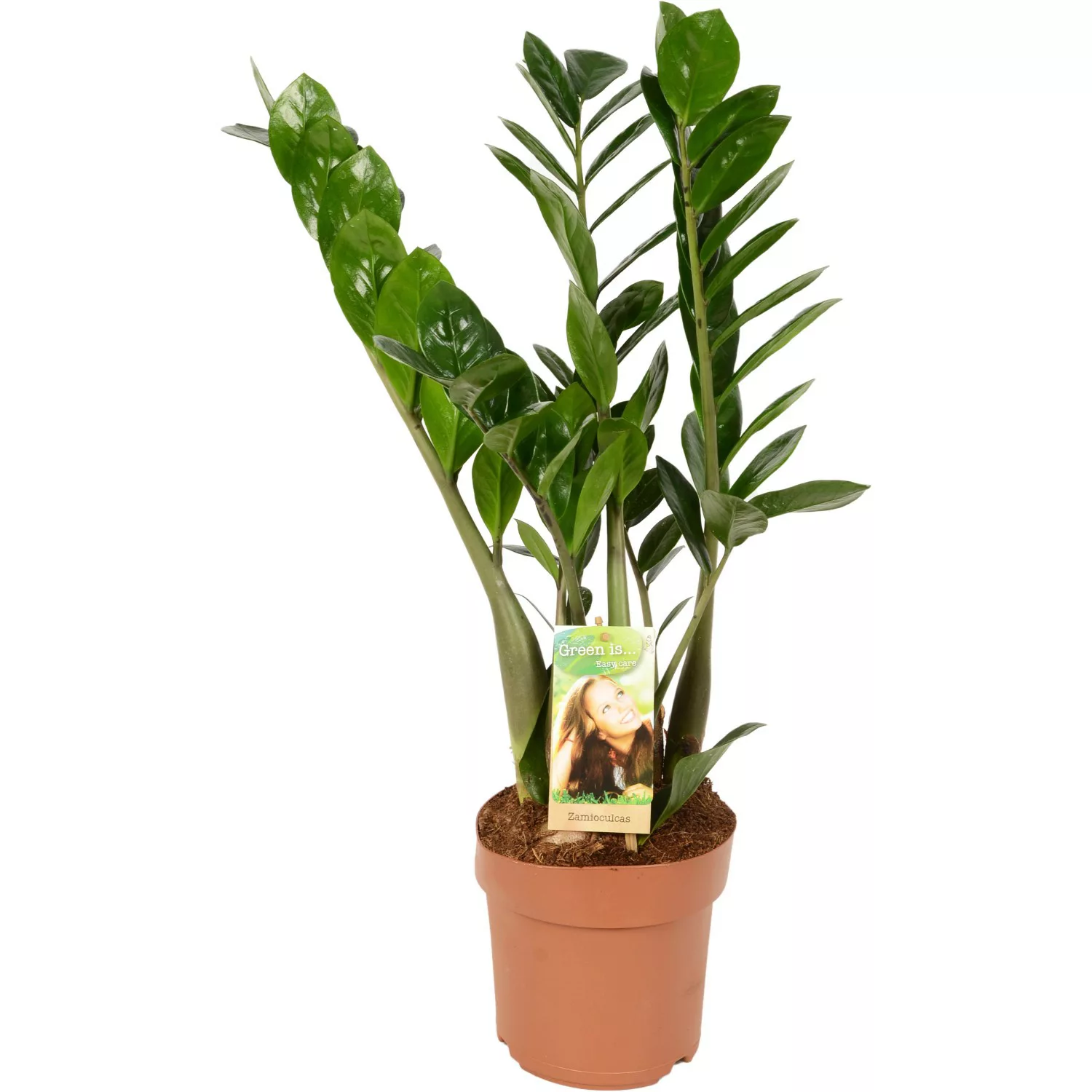 GROW by OBI Glücksfeder Höhe ca. 65 - 70 cm Topf Ø 17 cm Zamioculcas Zamiif günstig online kaufen