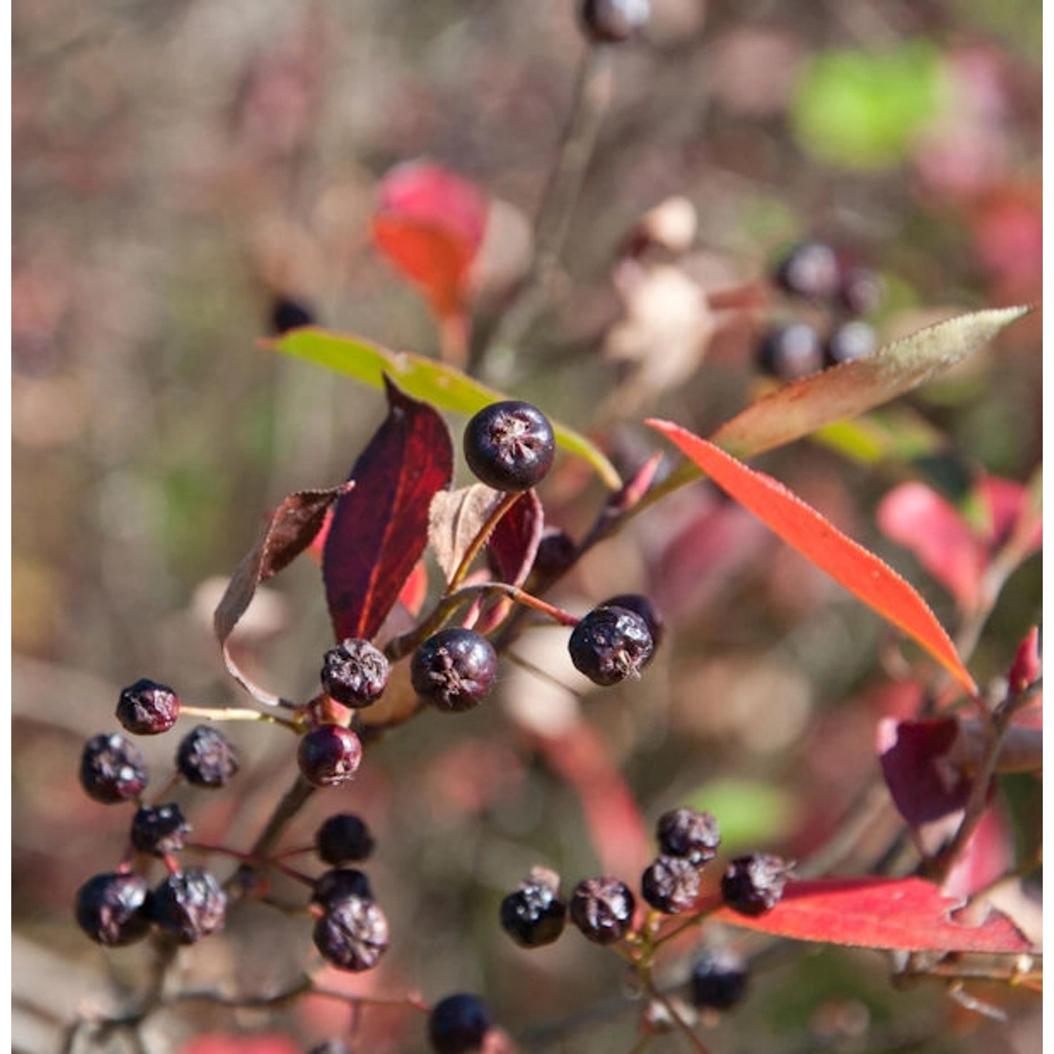 Apfelbeere Brilliant 60-80cm - Aronia arbutifolia günstig online kaufen